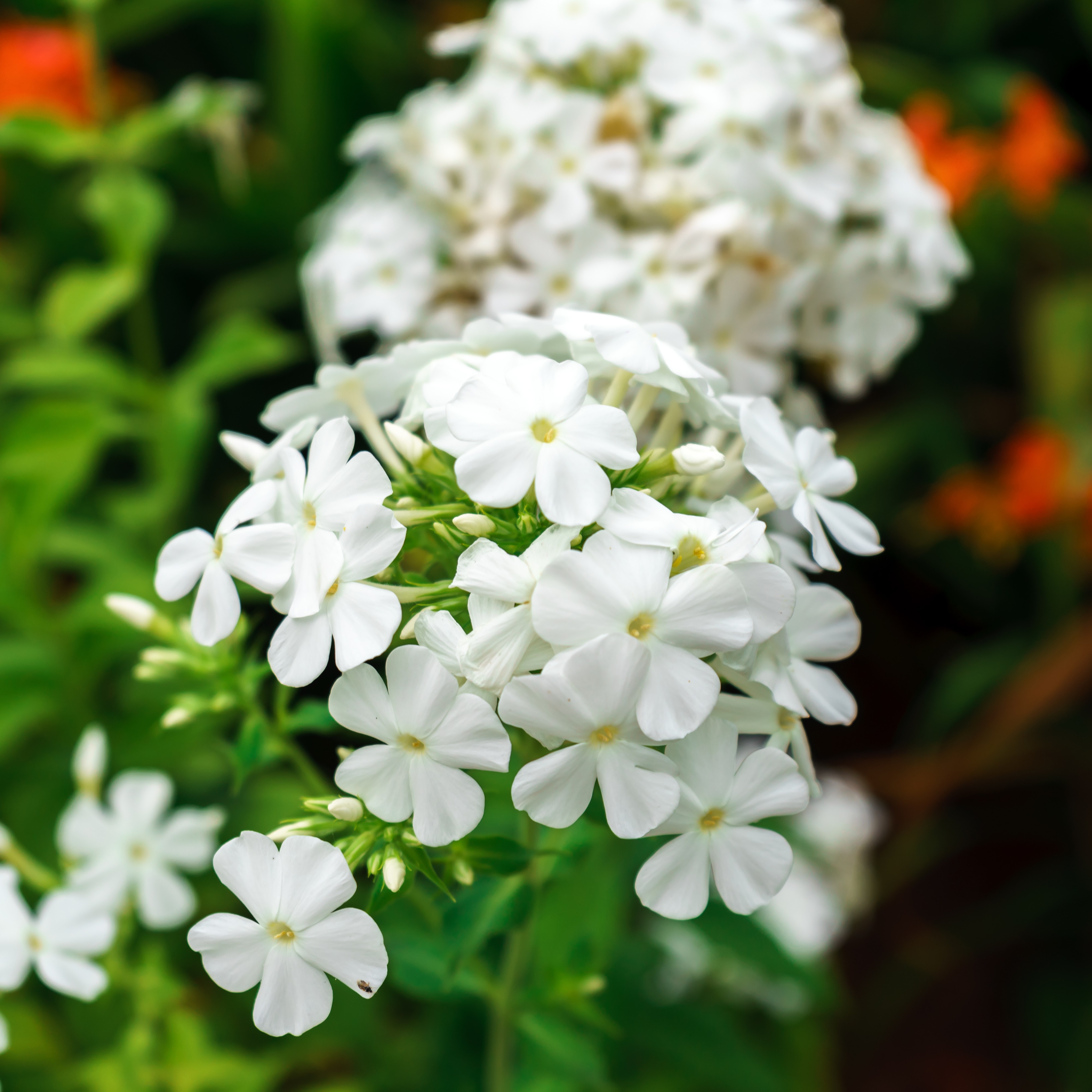 Höstflox 'Early White'