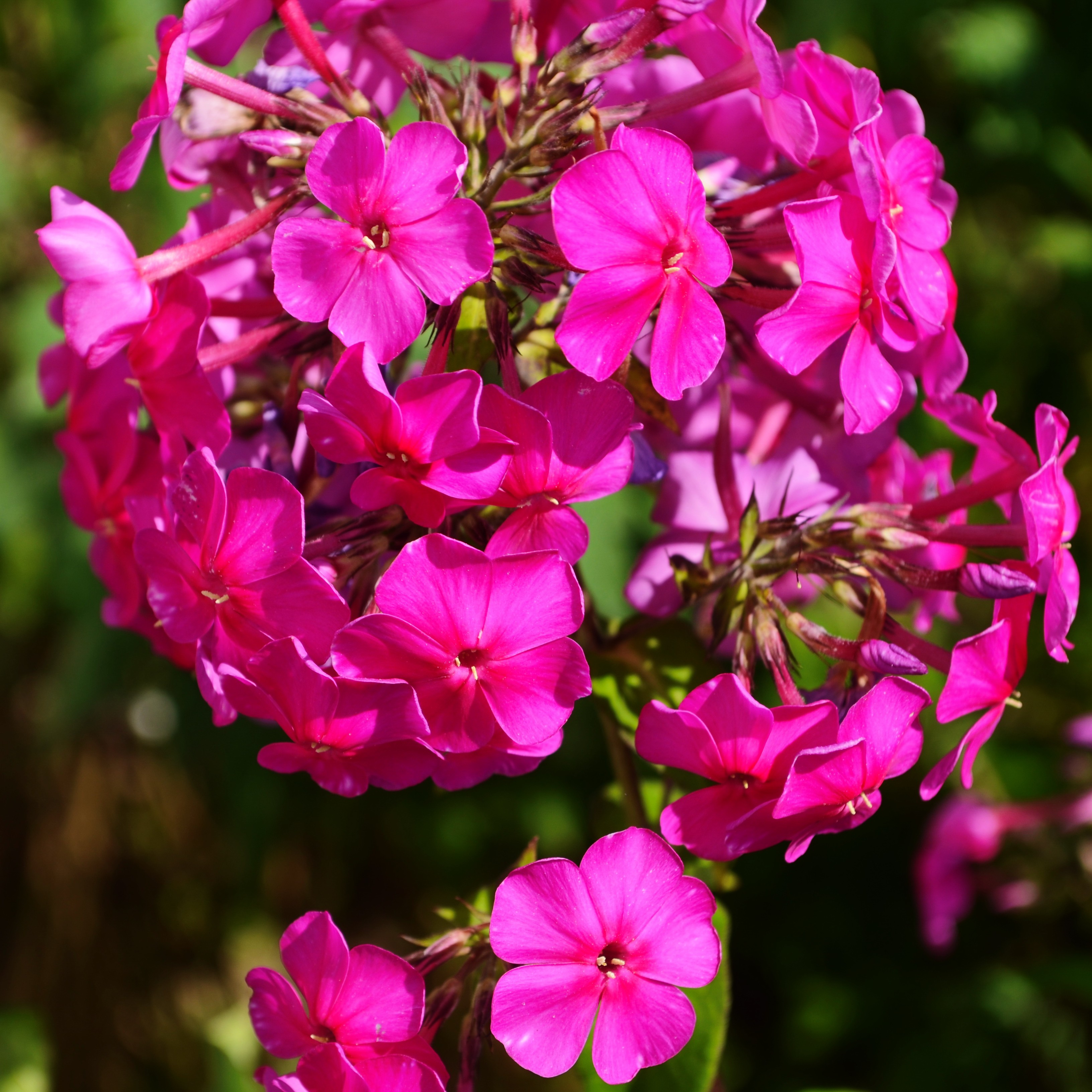 Höstflox 'Early Magenta'