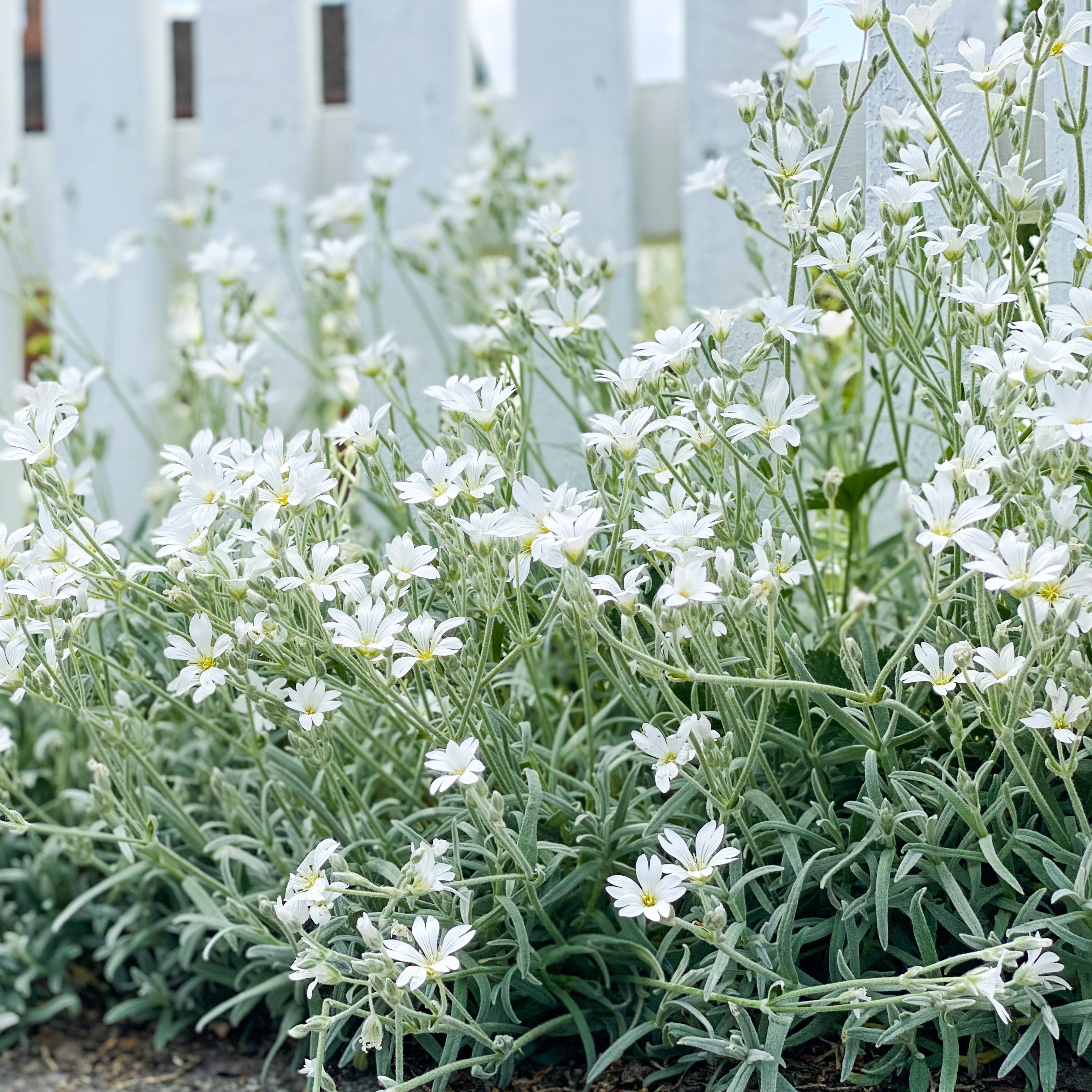 Snow-in-Summer Ground Cover 6-Pack