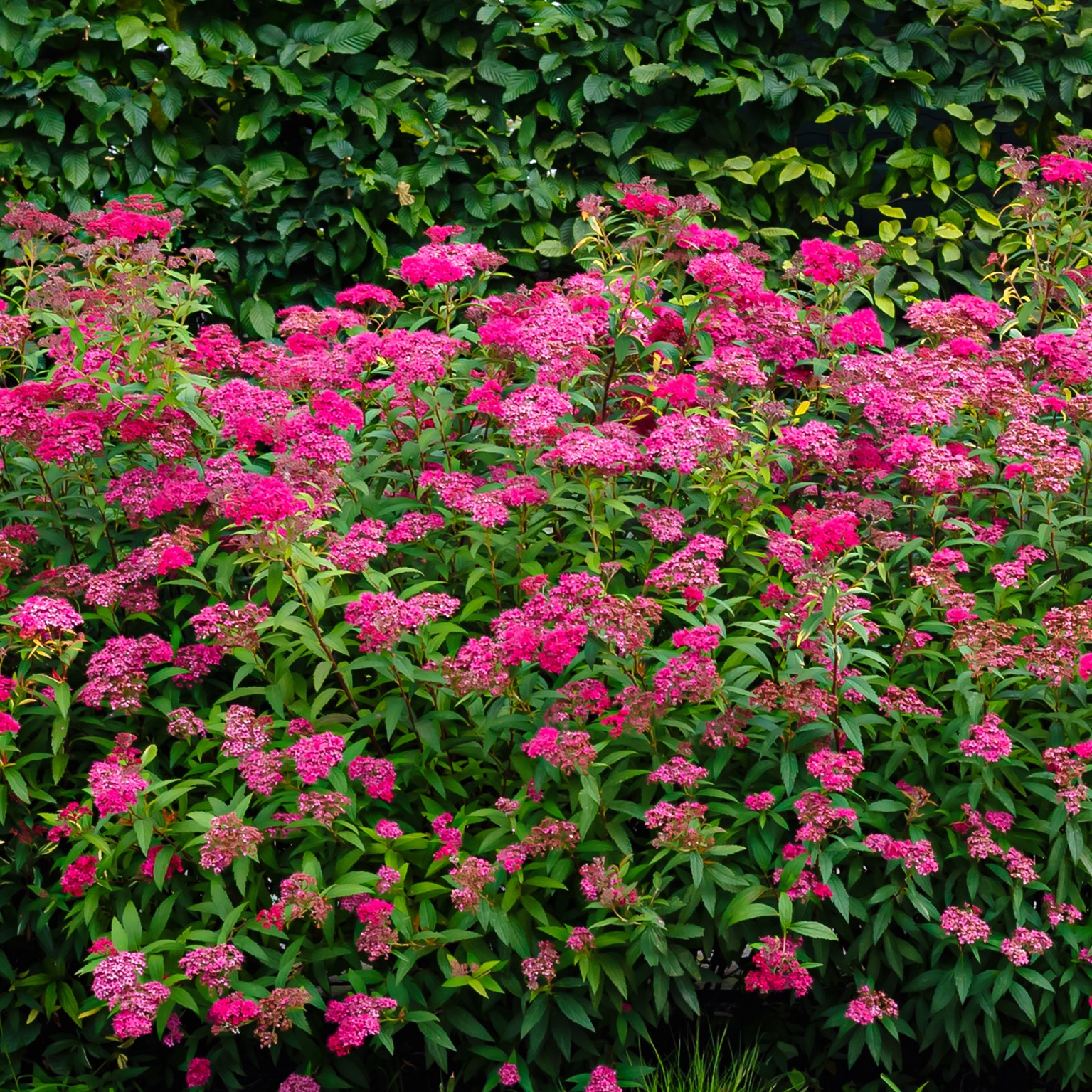 Rosenspirea 'Anthony Waterer'