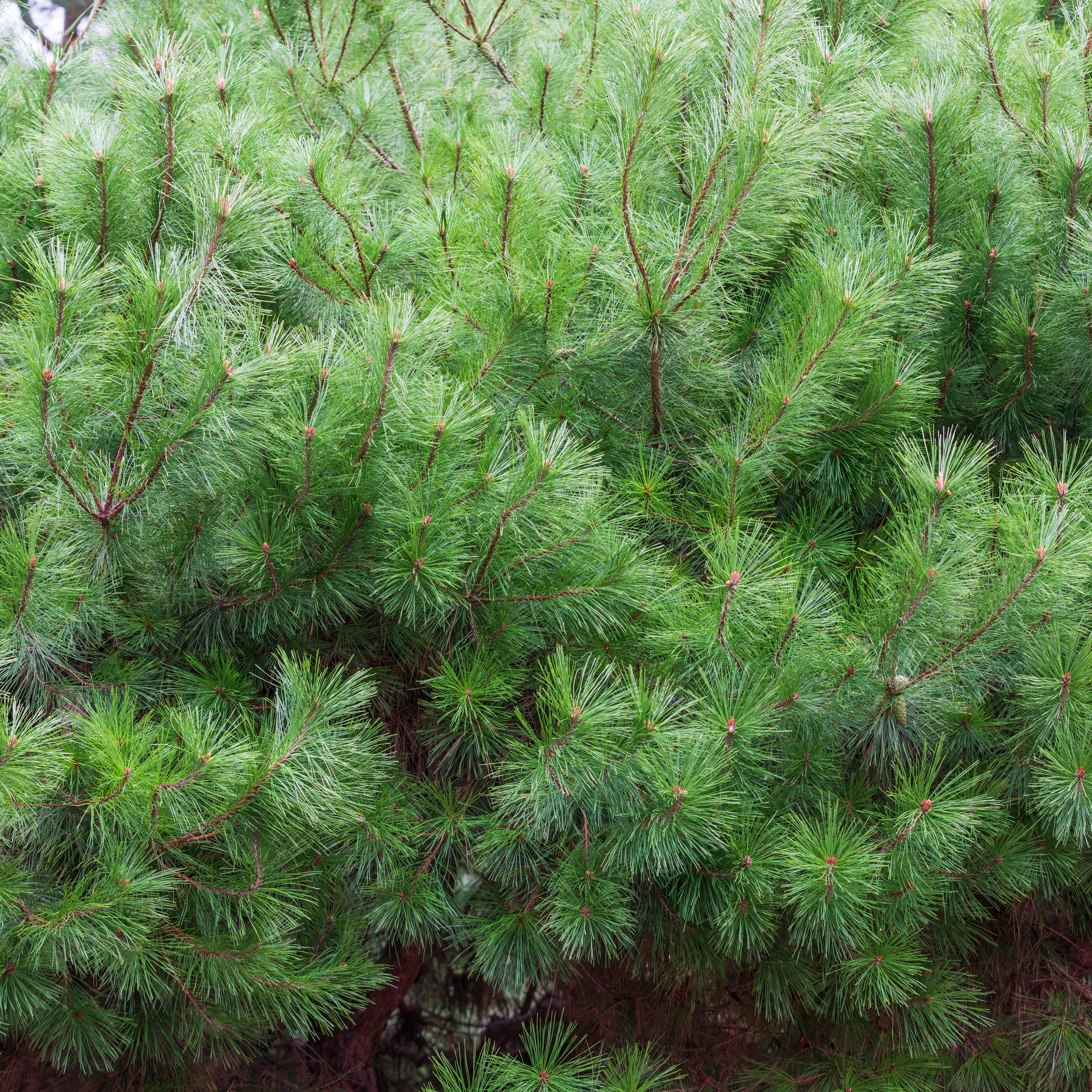 Pinus densiflora 'Hay Bud' stem 60 cm 29cm