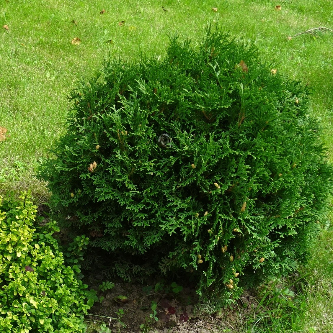 Thuja occ. 'Tiny Tim' 32cm | Plantasjen