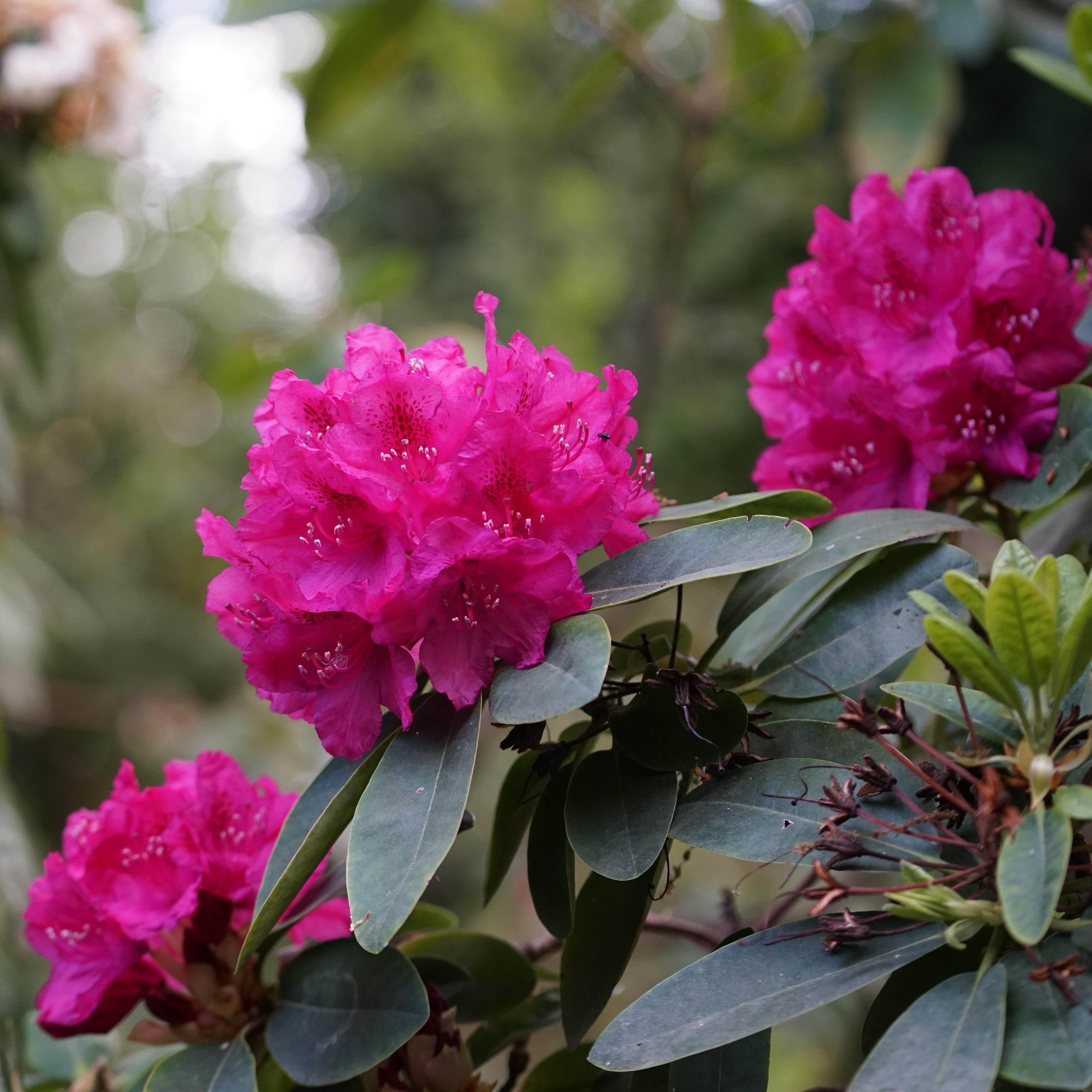 Parkrododendron 'Nova Zembla'