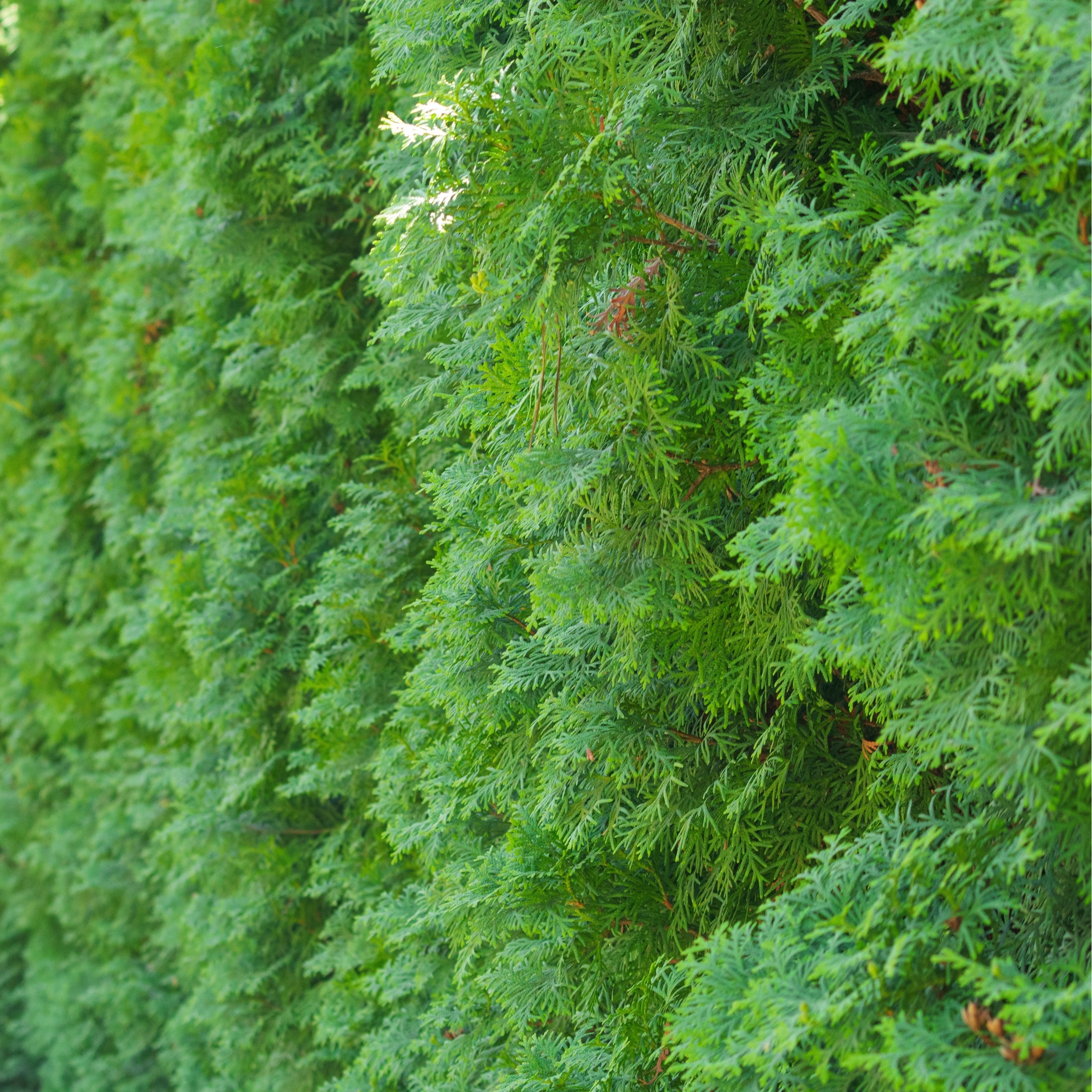 Thuja occidentalis 'King of Brabant' 22cm | Plantasjen
