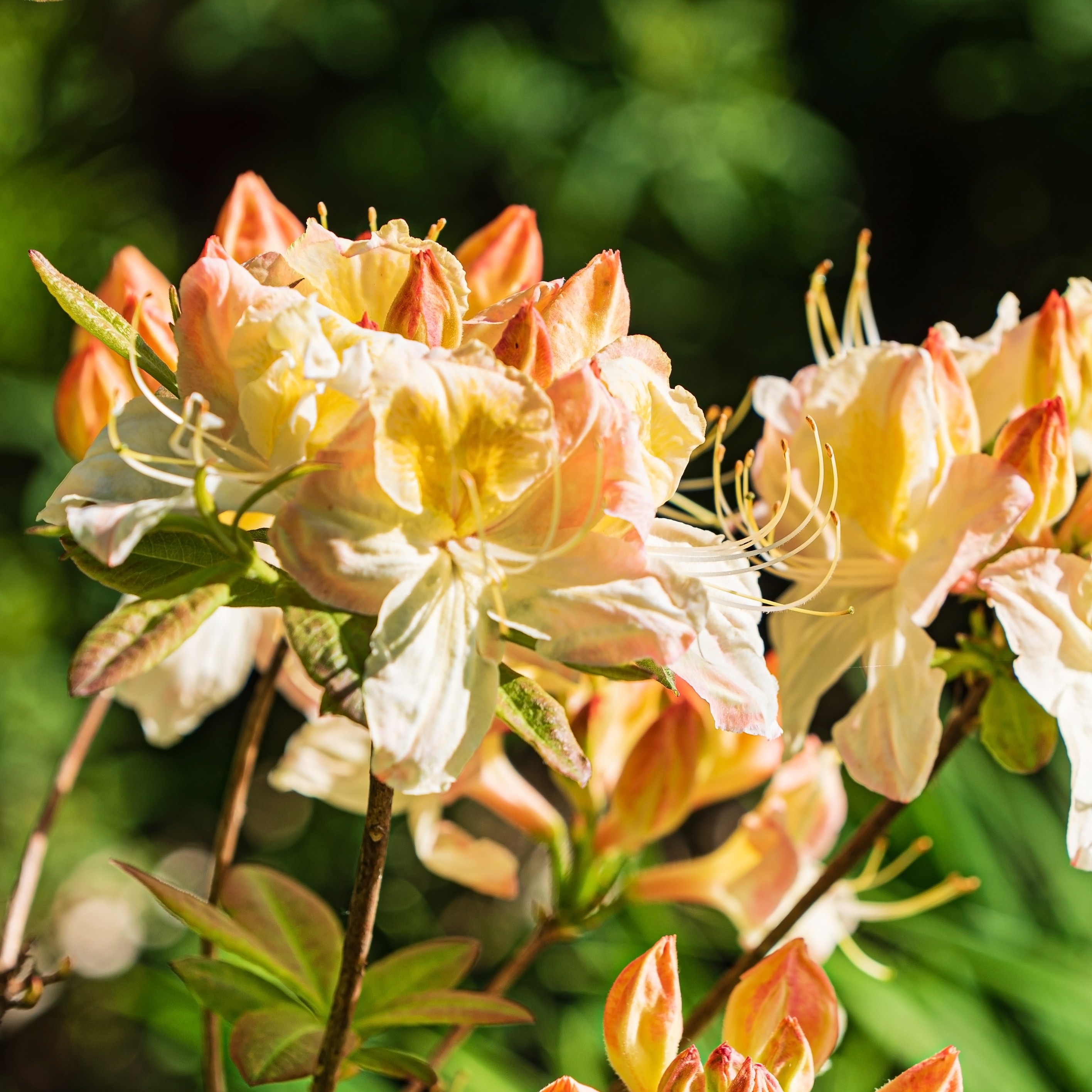 Mollis-azalea 'Hortulanus H. Witte'