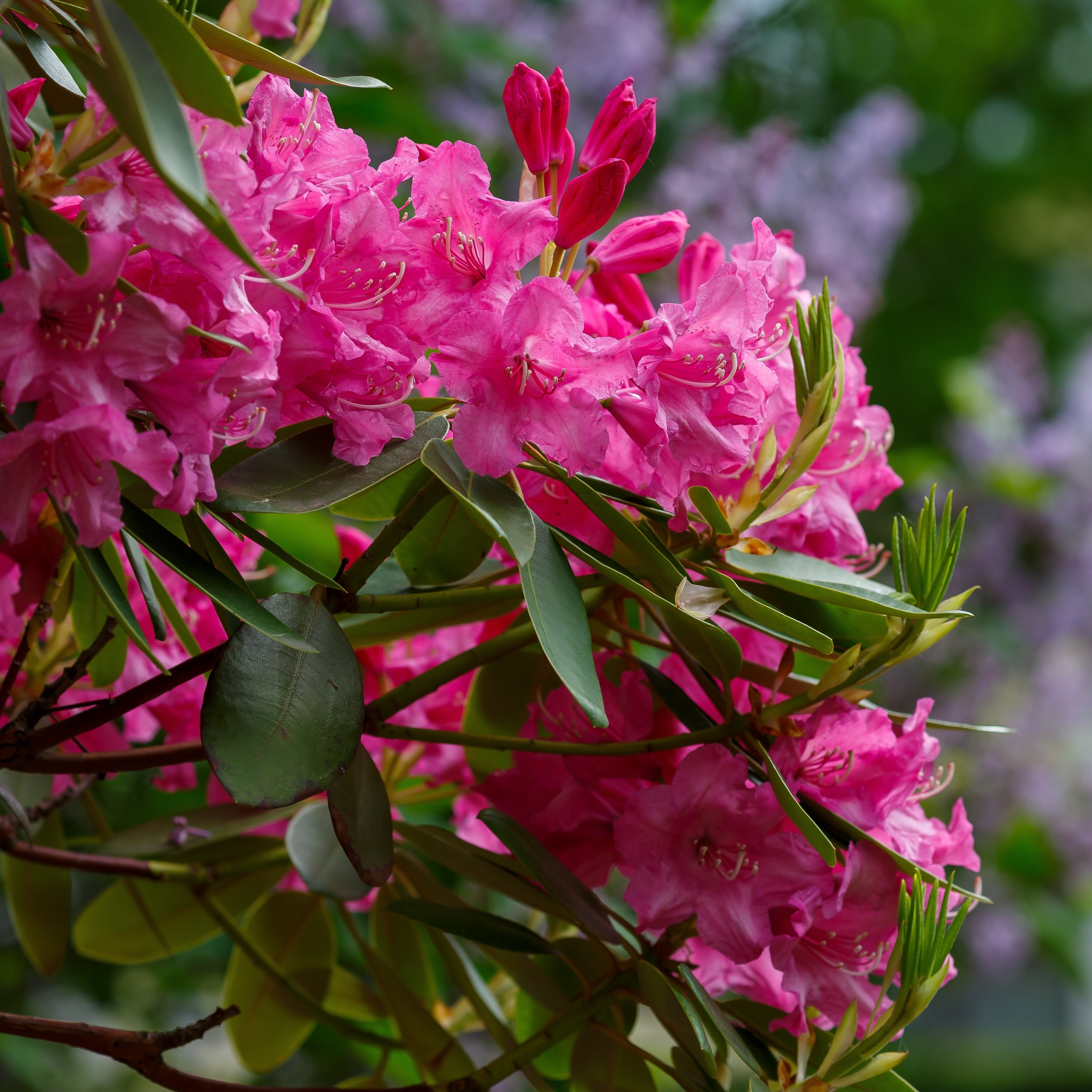rhododendron blumeria Rhododendron 'Blewbury' Wei-Rot kaufen