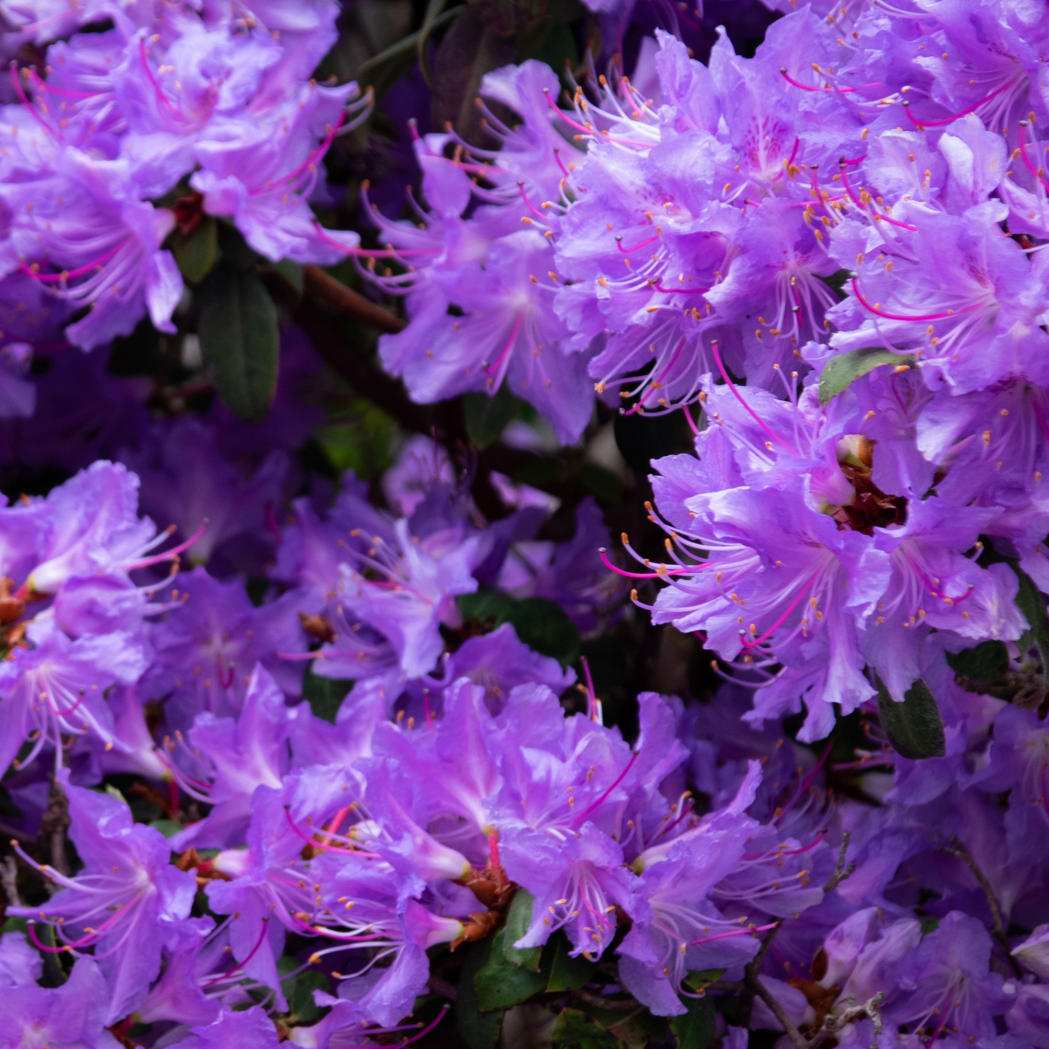 Rododendron 'Impeditum Select', 17 cm, Bl | Plantagen