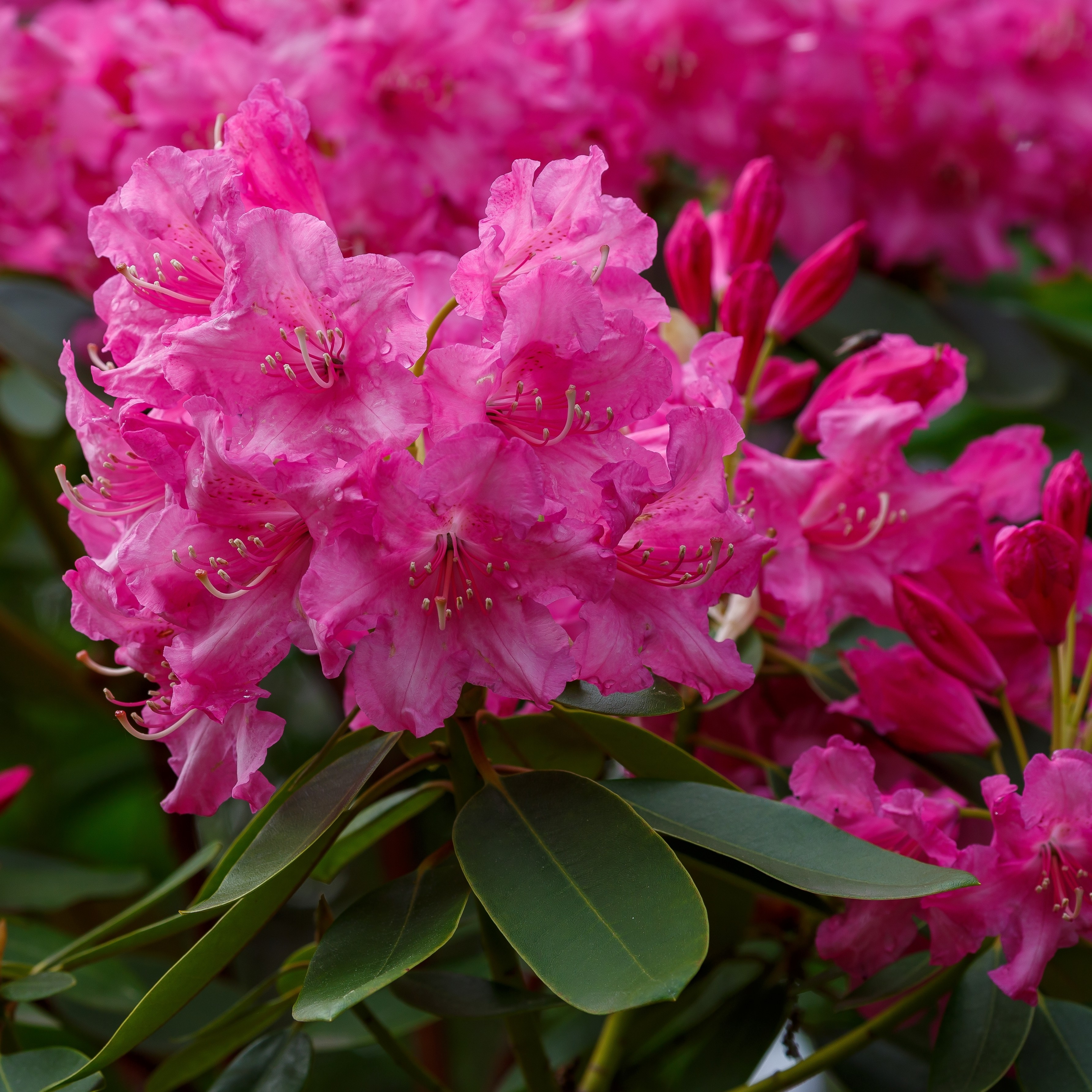 Rhododendron 'Roseum Elegans' 35cm