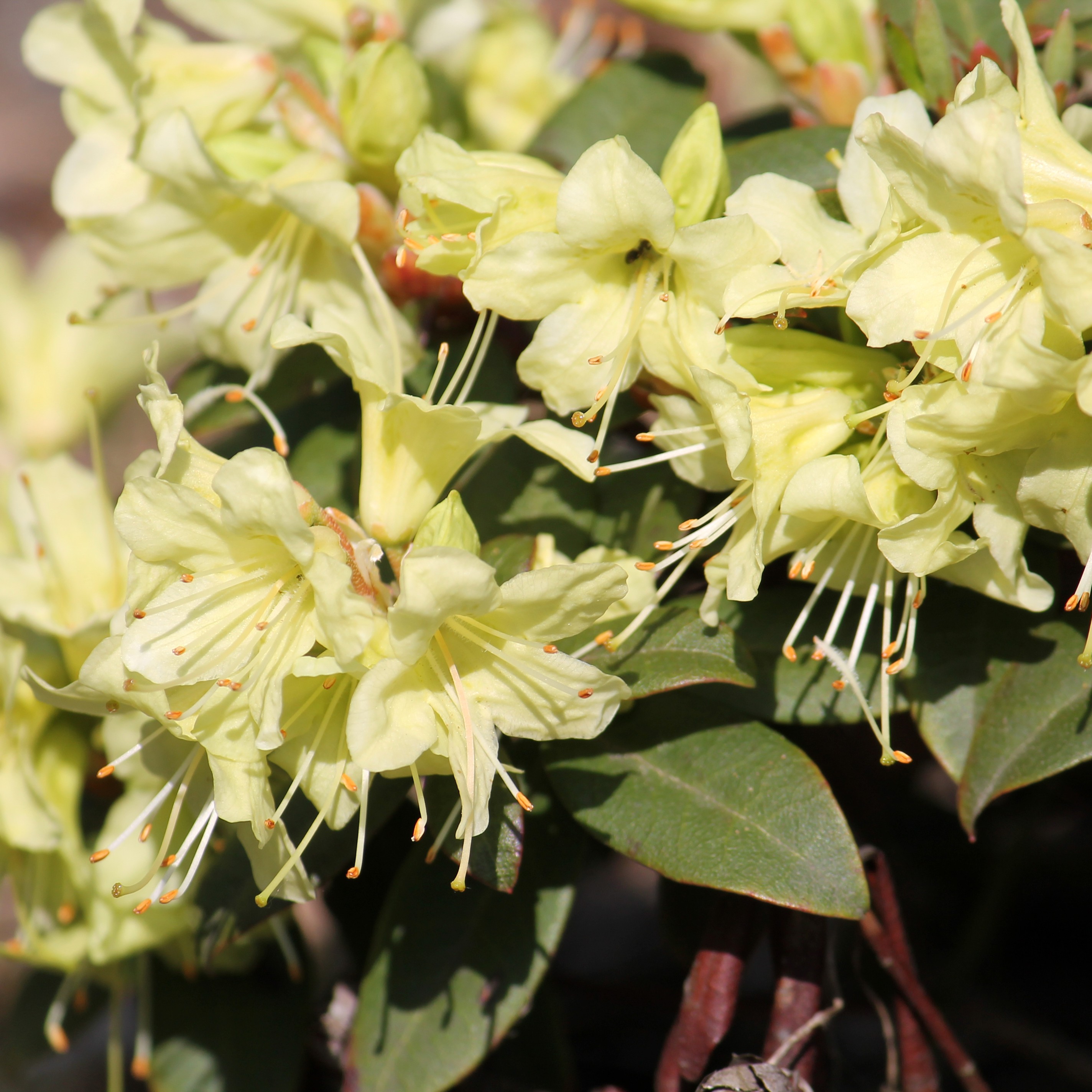 Rhododendron 'Prinsesse Anne' 19 cm | Plantasjen