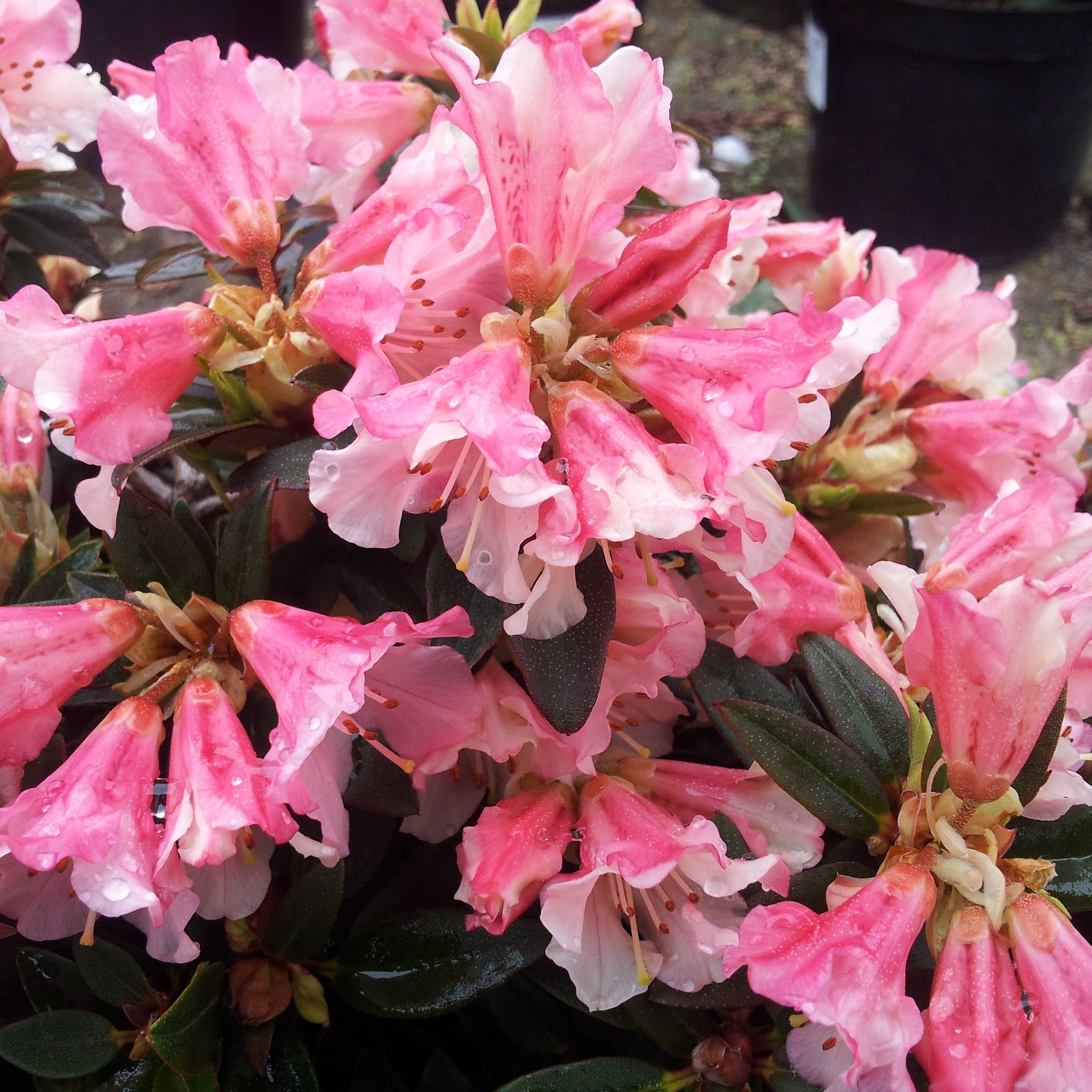Rhododendron 'Wee Bee' 19cm | Plantasjen