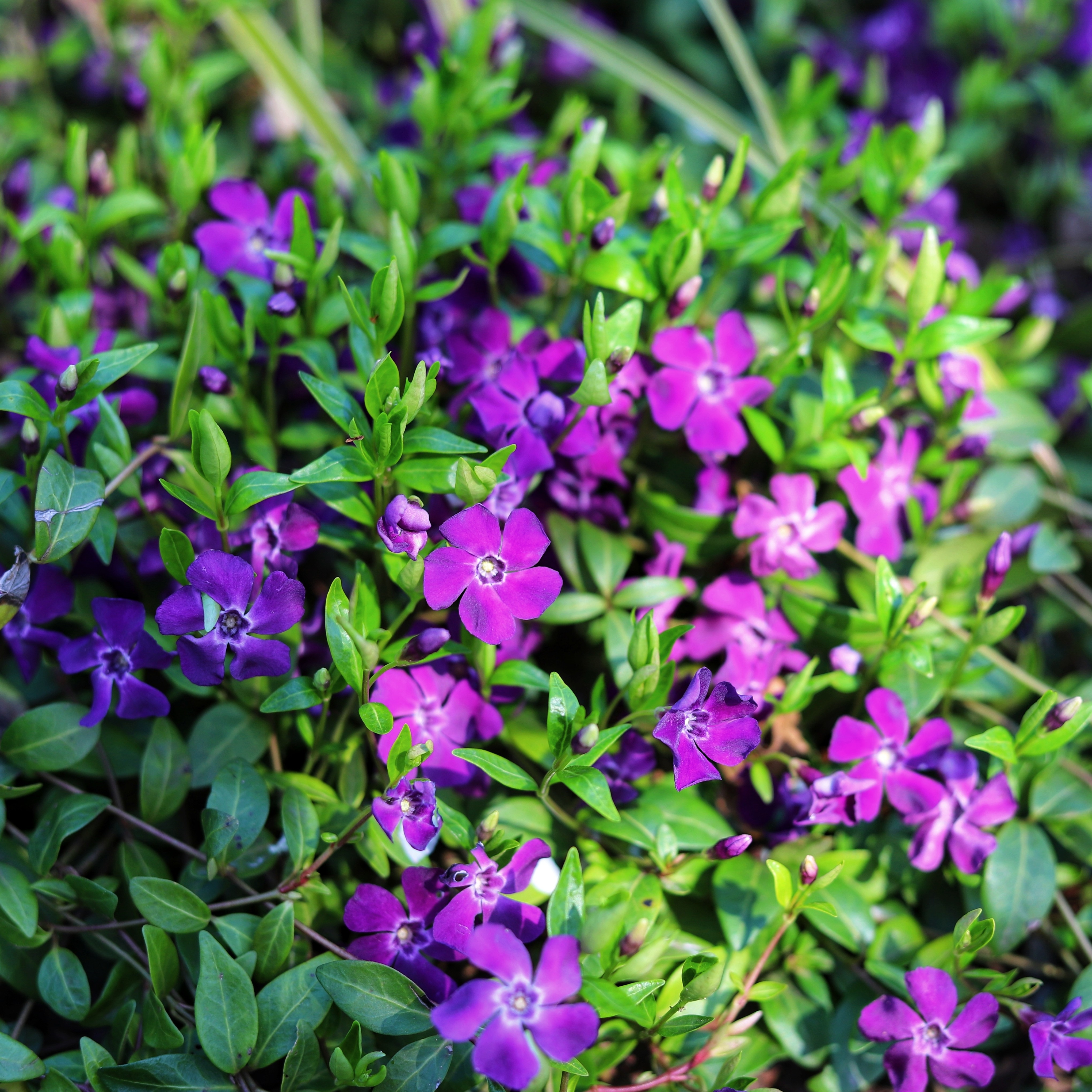 Vintergröna 'Atropurpurea'- 6-pack