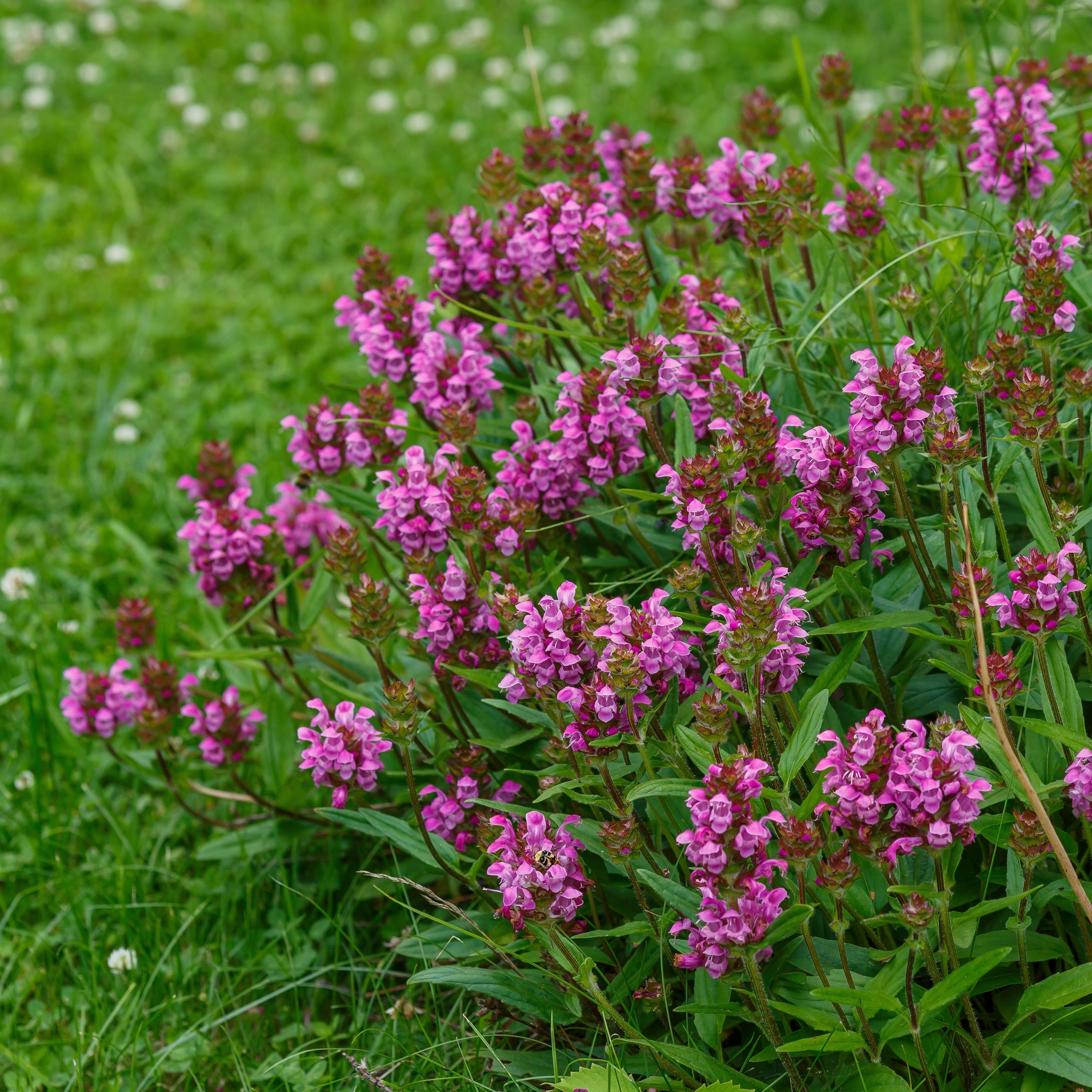 Praktbrunört 'Bella Deep Rose'
