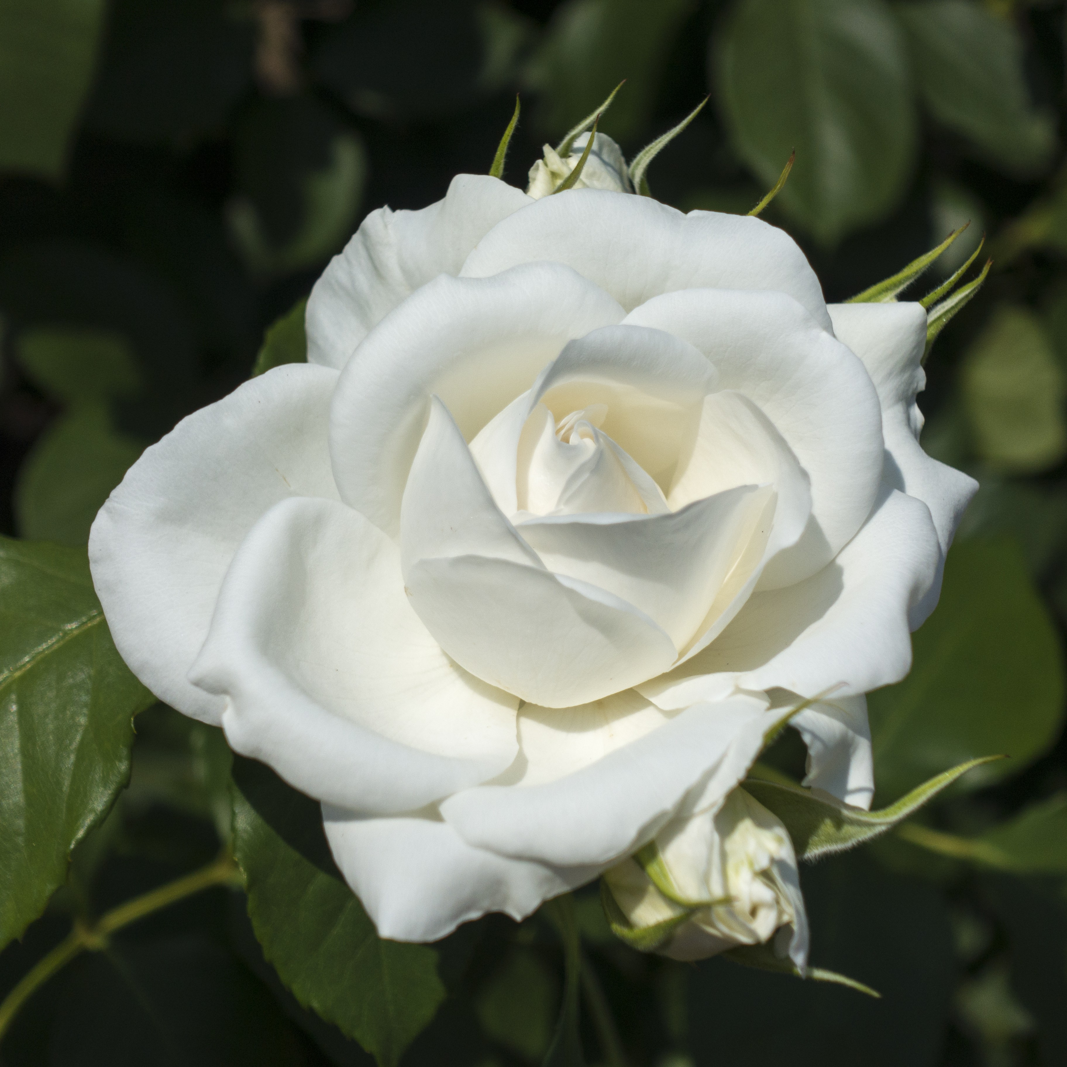 Storblommig ros ANNAPURNA