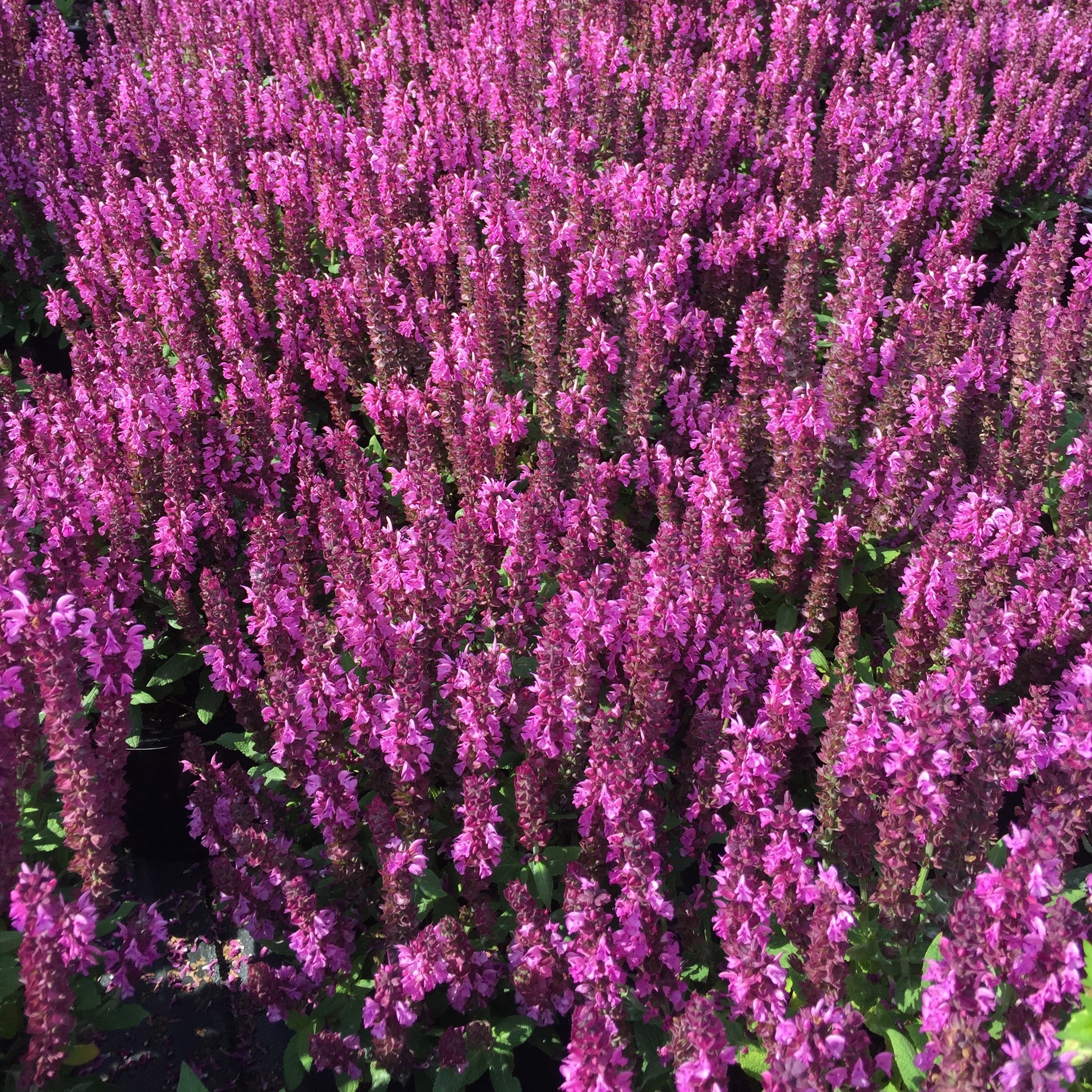 Stäppsalvia 'Midnight Rose'