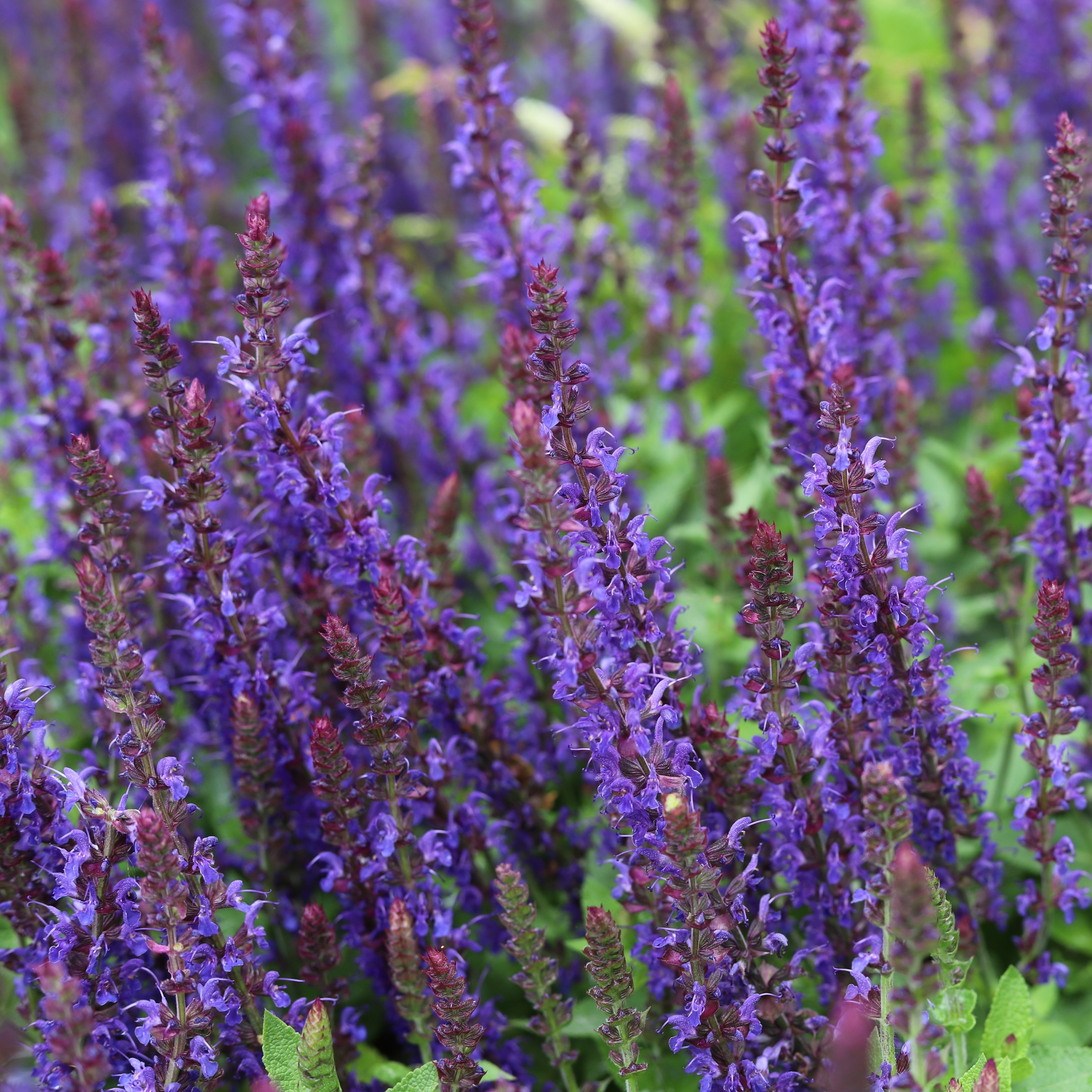 Steppesalvie 'Midnight Purple'