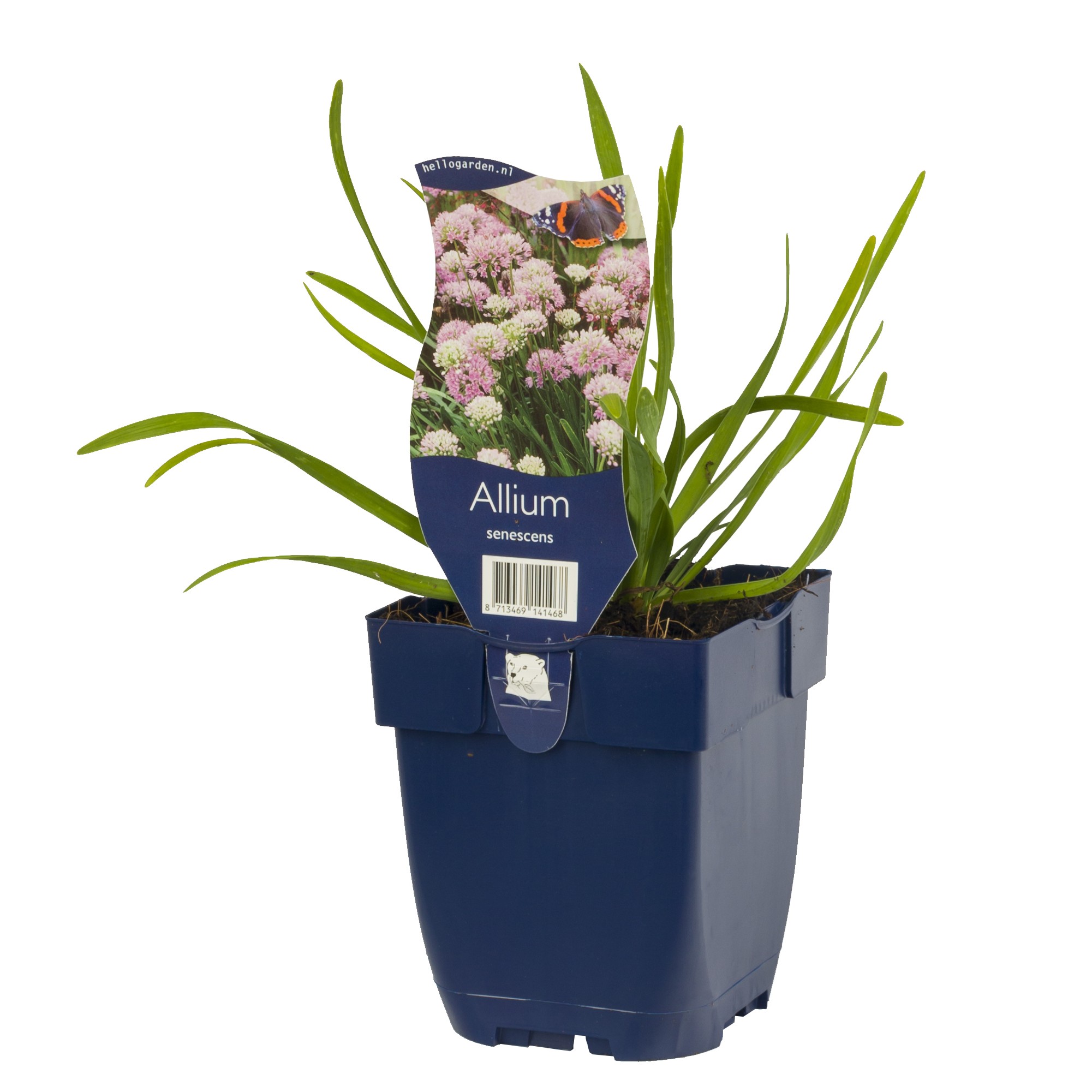 Allium senescens