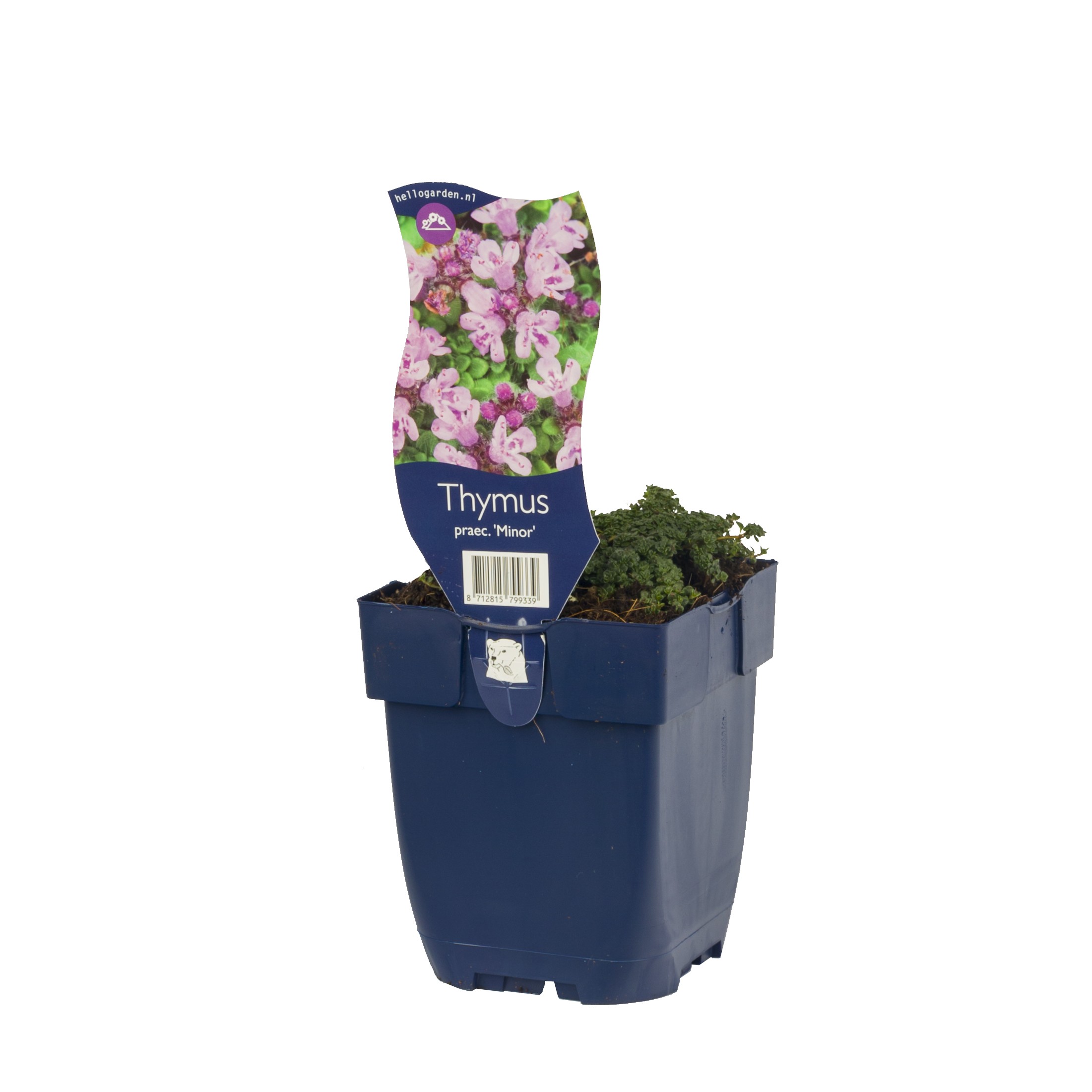 Thymus praecox minor
