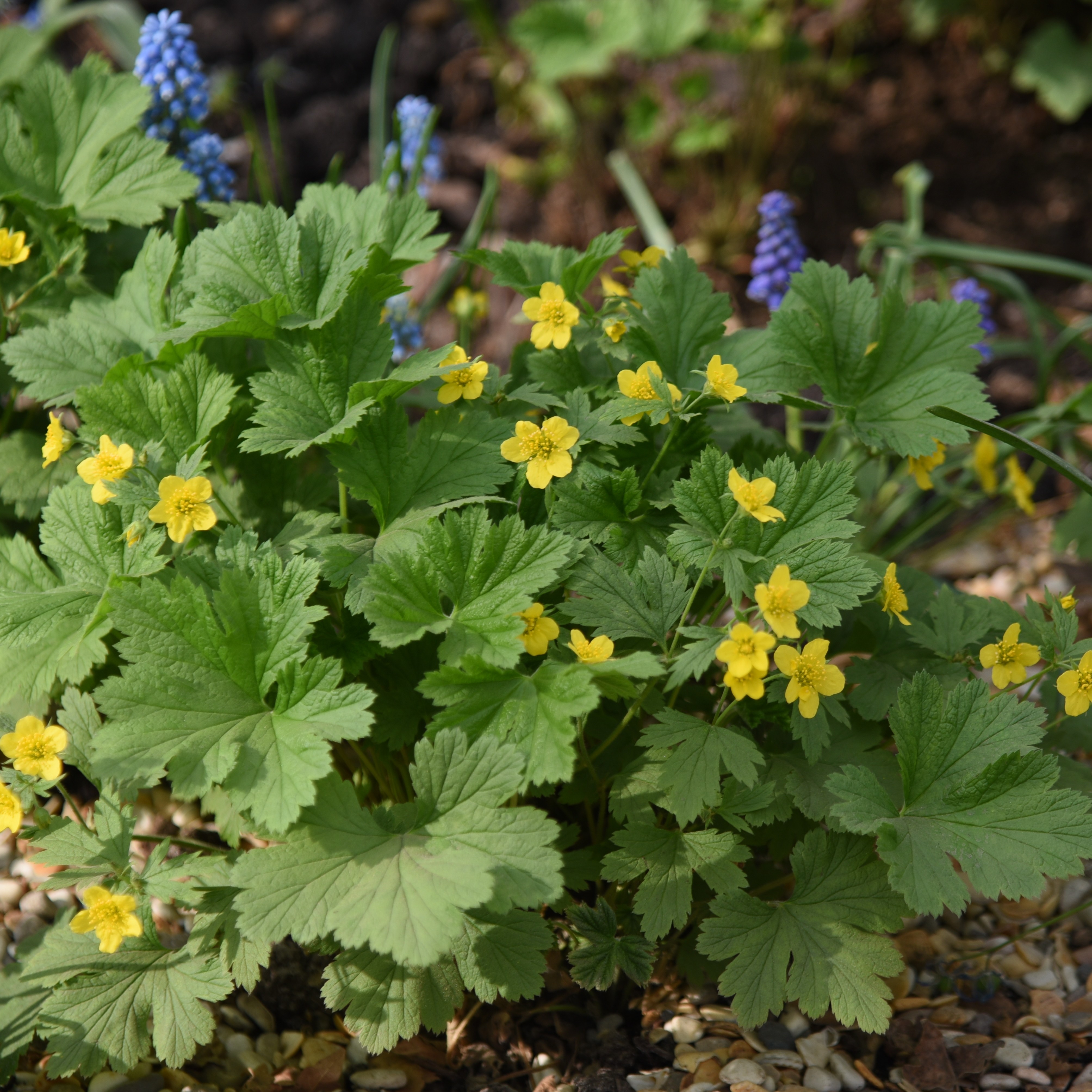 Waldsteinia