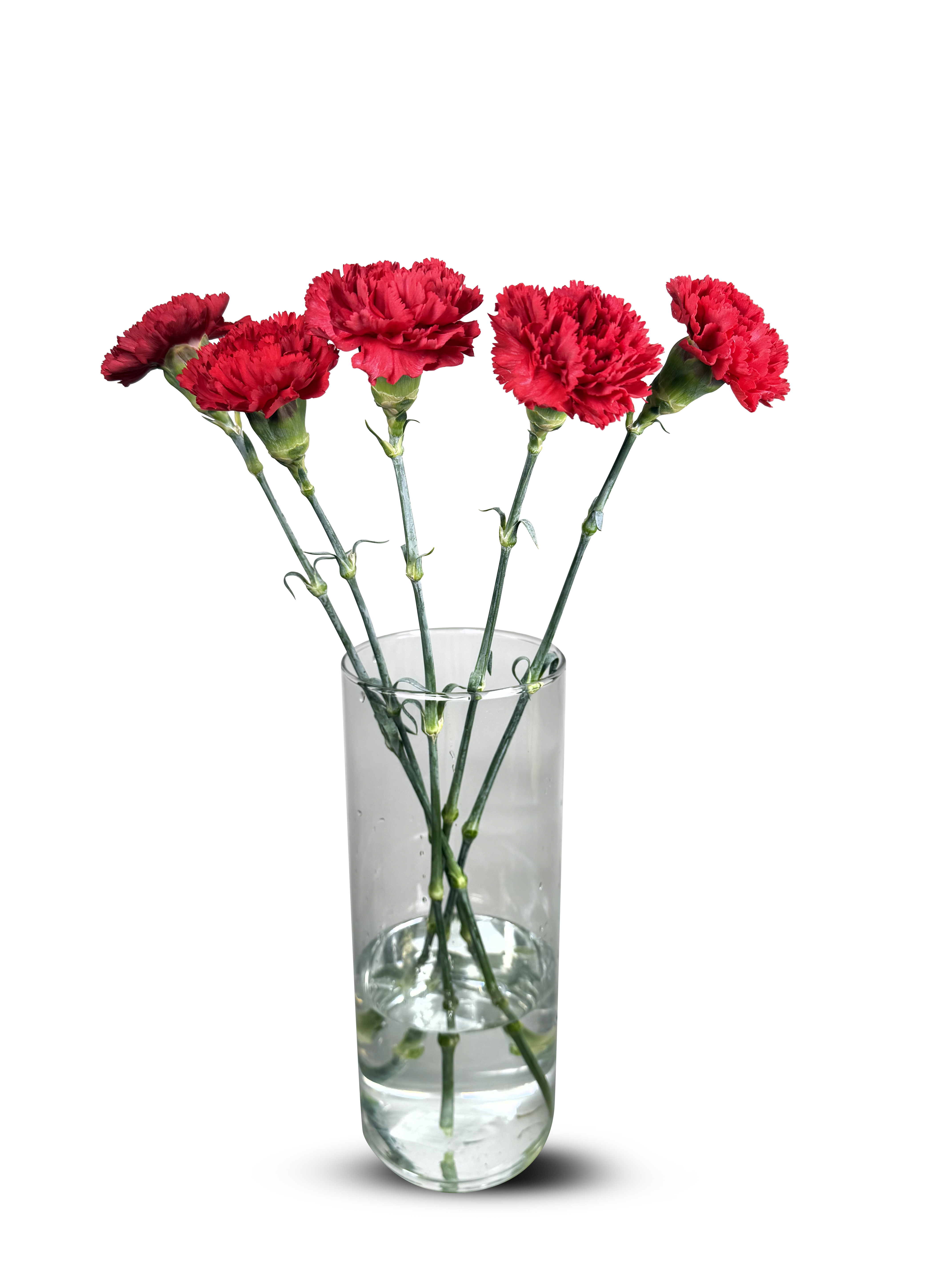 Carnation