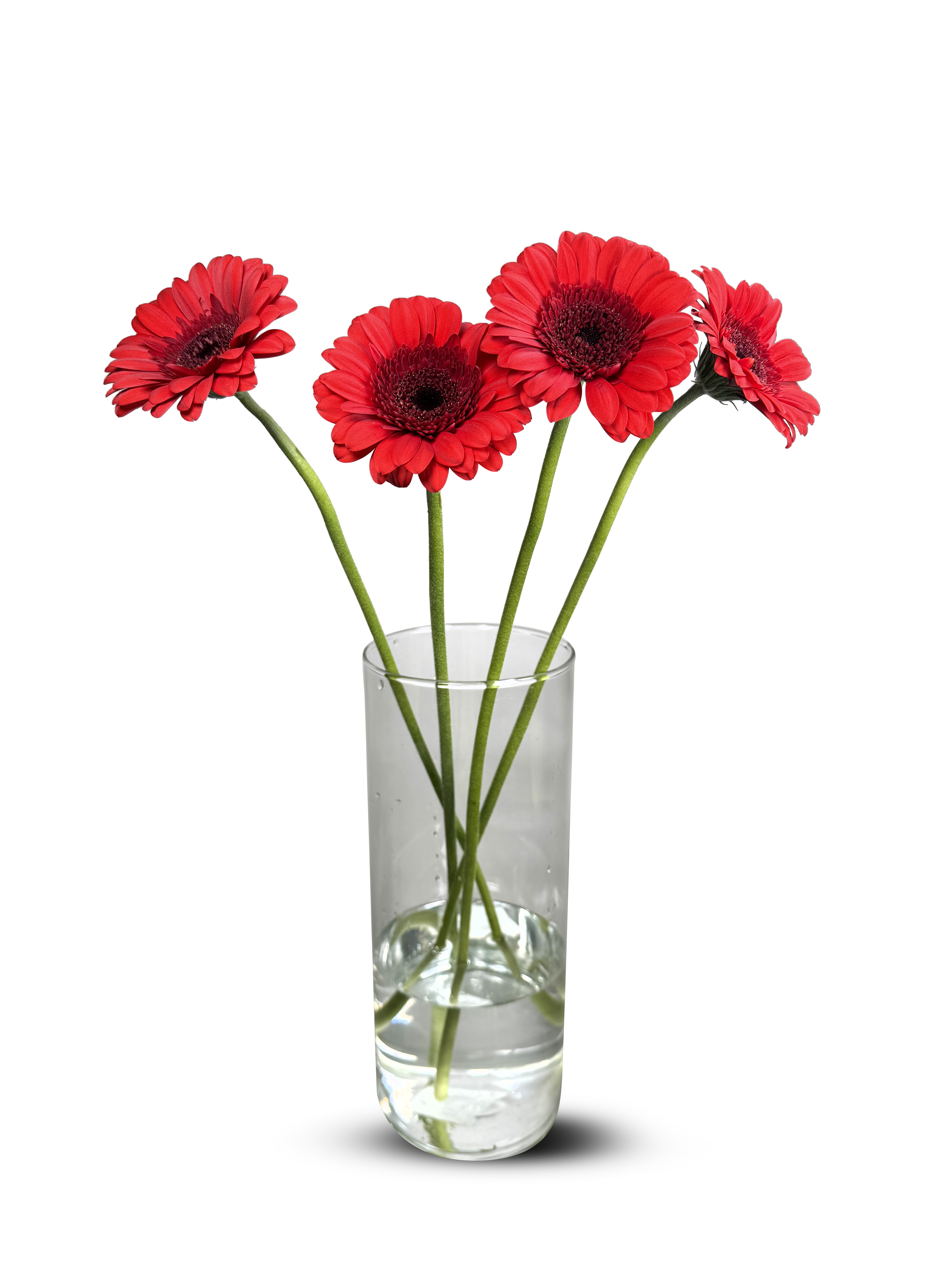 Germini 5pk