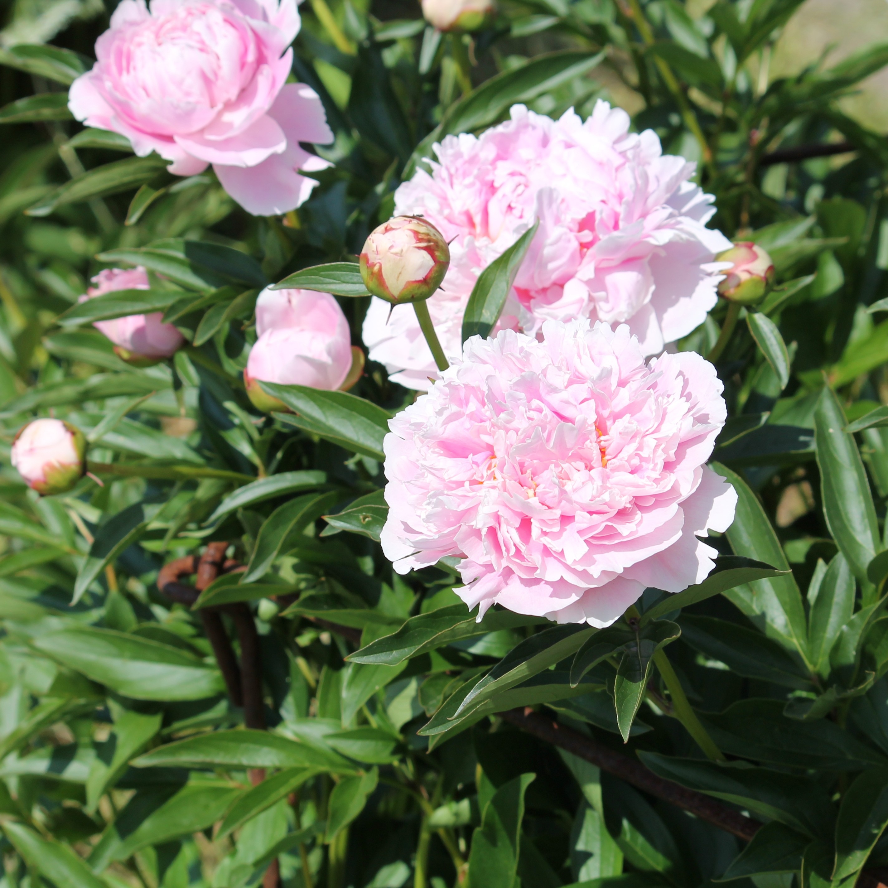 Paeonia lactiflora 23cm