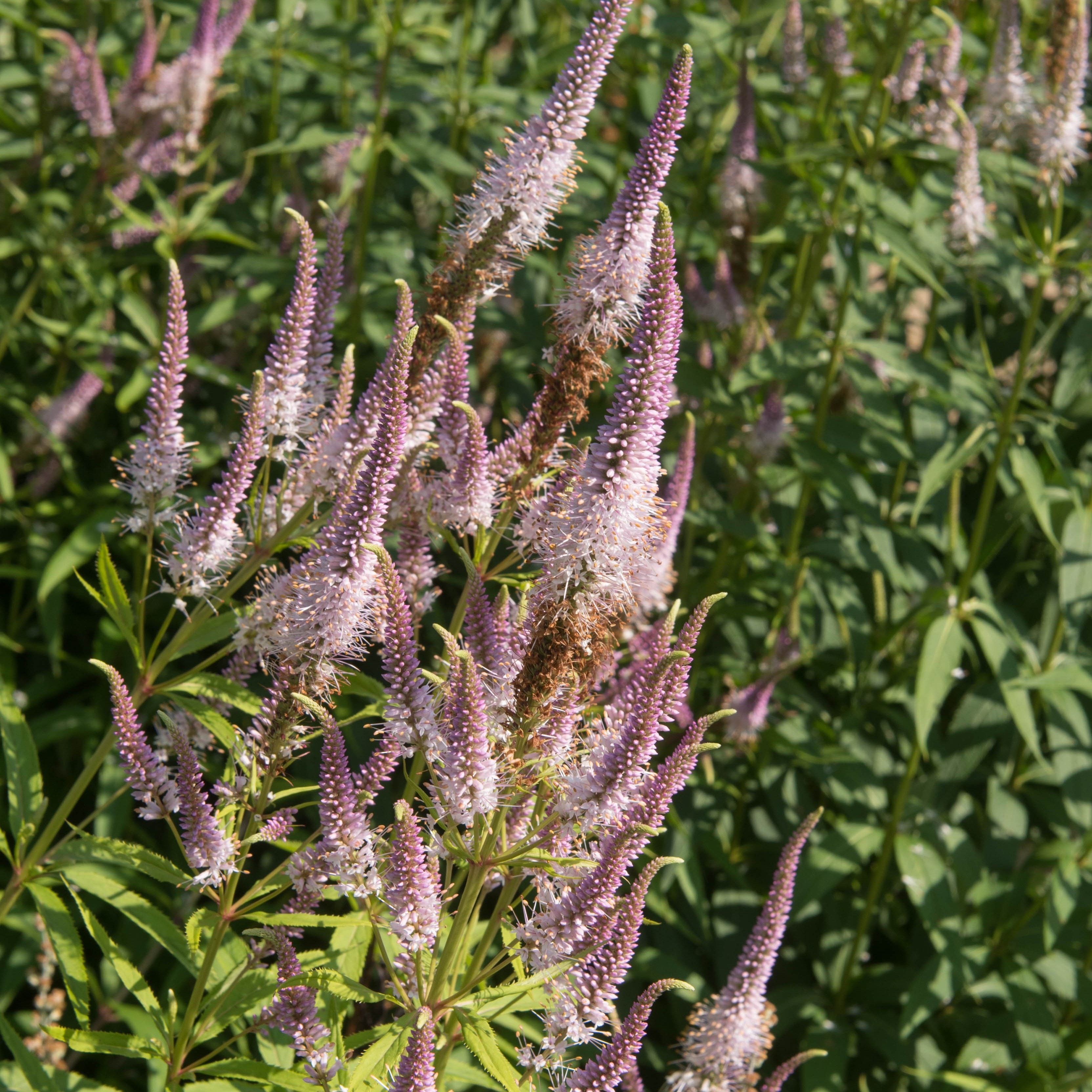 Veronicastrum virginicum 'Pink Glow'