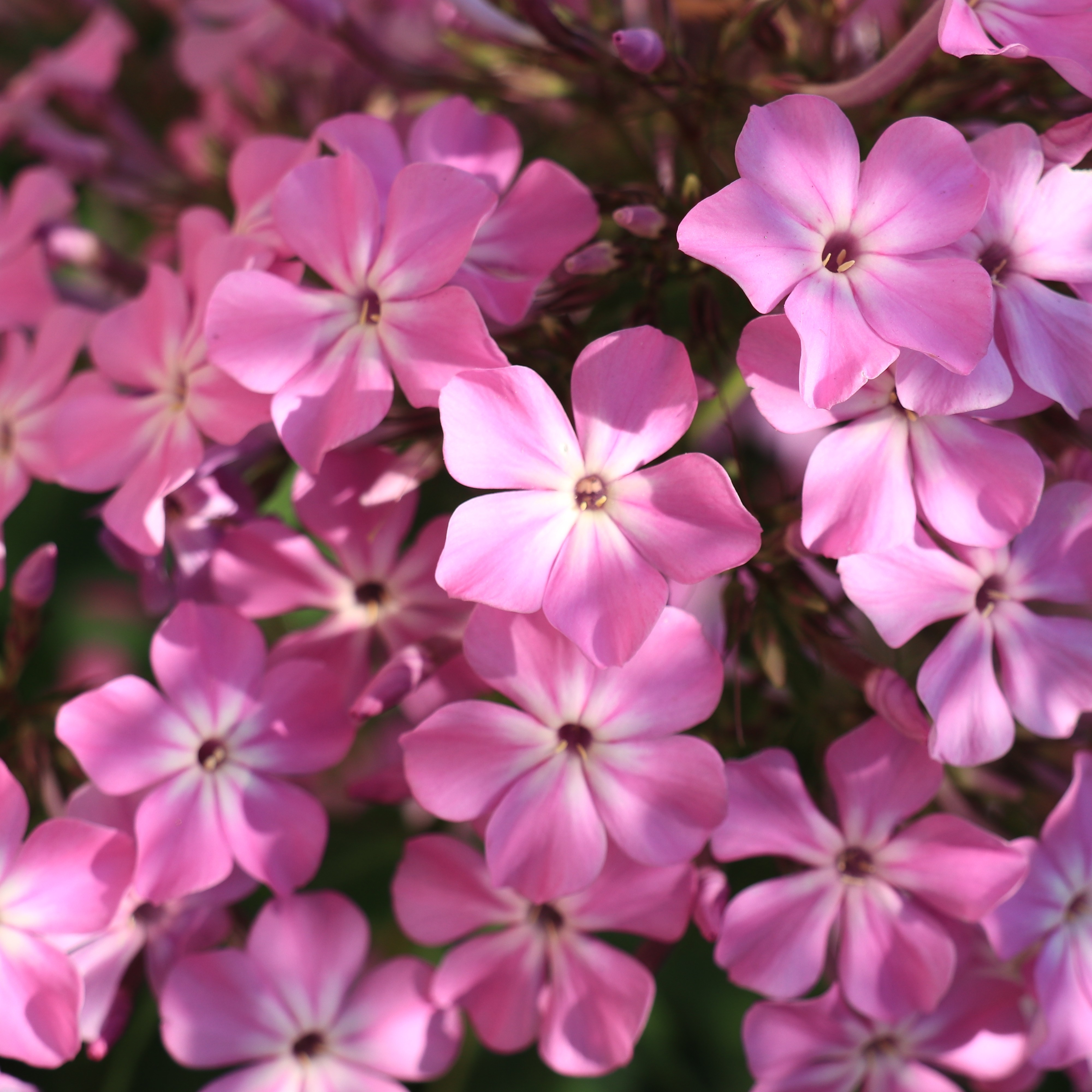 Höstflox SWEET SUMMER CANDY