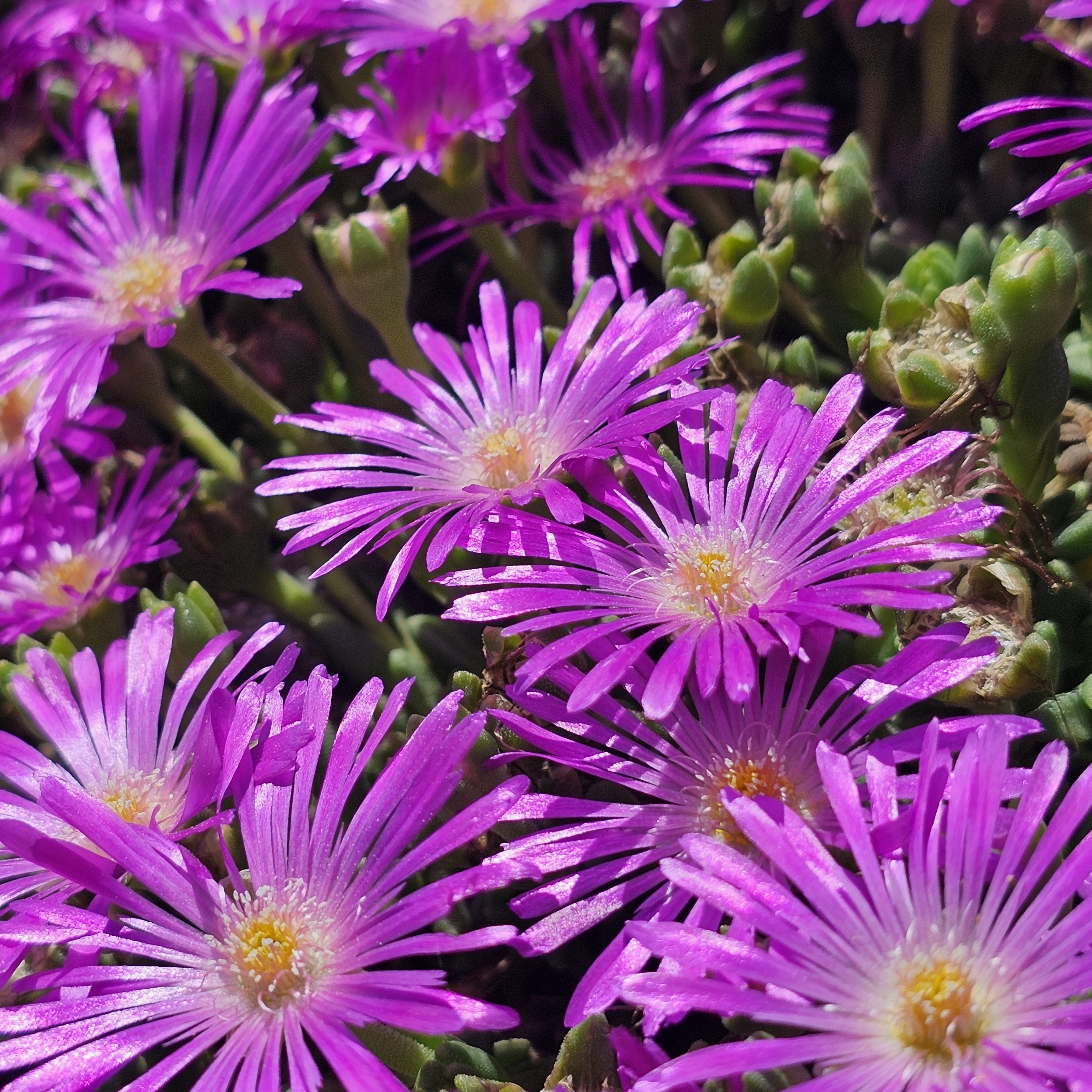 Frövisare 'Hot Pink'
