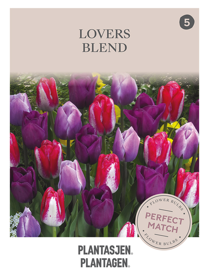 Tulpanmix Lovers Blend