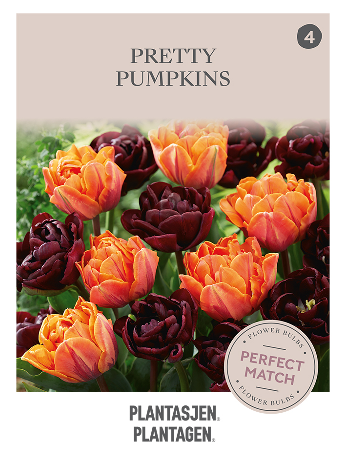 Tulpanlökmix Pretty Pumpkins - 9 st