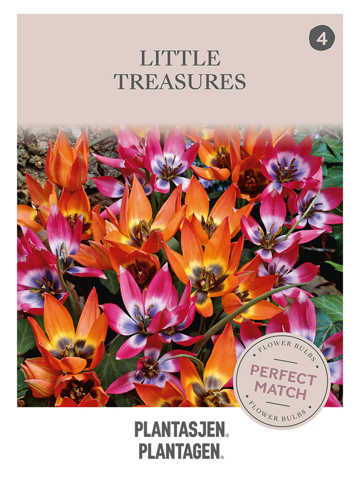 Tulpanmix Little Treasures