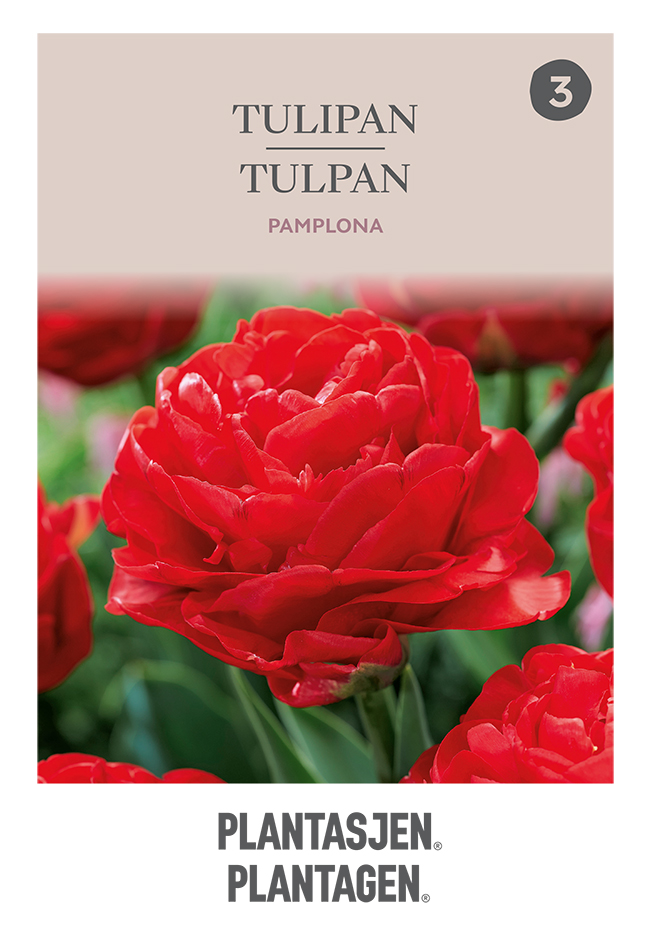 Tulpan 'Pamplona'