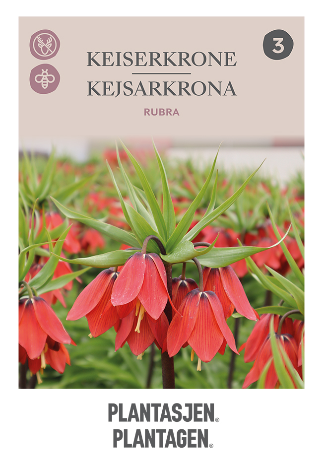 Kejsarkrona 'Rubra'