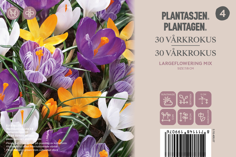 Crocus Krokus Largeflowering M | Plantagen