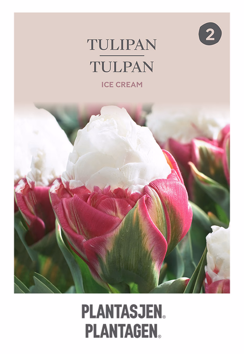 Tulpan 'Ice Cream', Vit | Plantagen