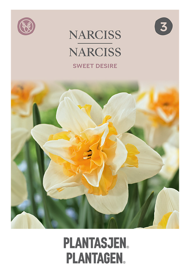 Narciss 'Sweet Desire'