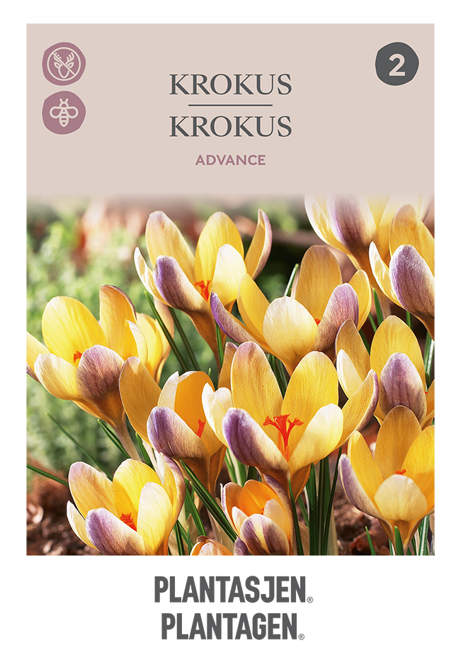 Krokus 'Advance'