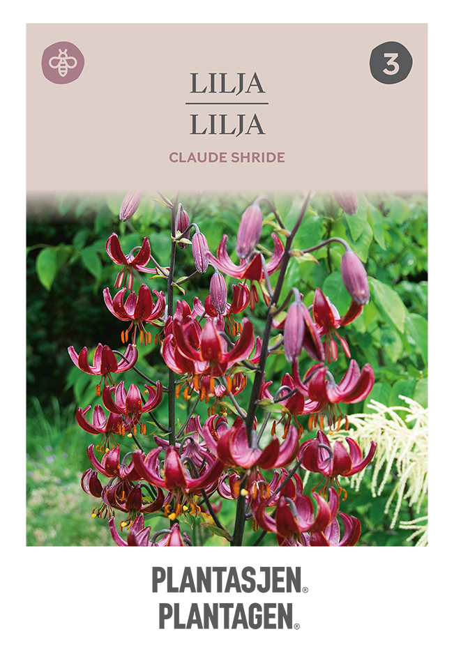 Martagonlilja 'Claude Shride'