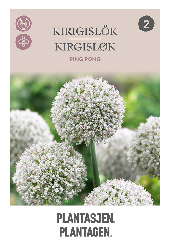 Allium Ping Pong