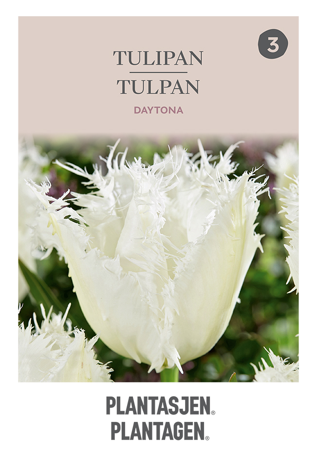 Franstulpan 'Daytona' - 6 bulbs