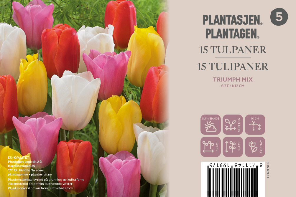 Tulpanmix Triumph - 15 st