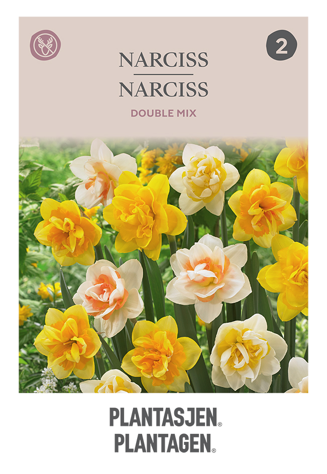 Narcissus Double Mixed