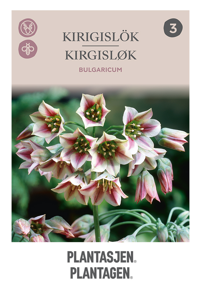 Allium Bulgaricum 8