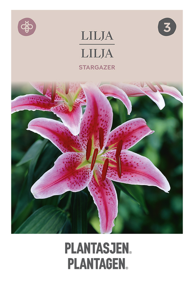 Orientlilja 'Stargazer'