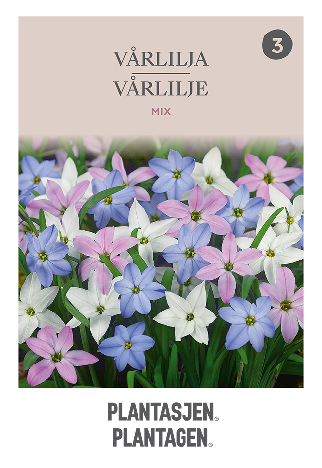 Vårlilja mix