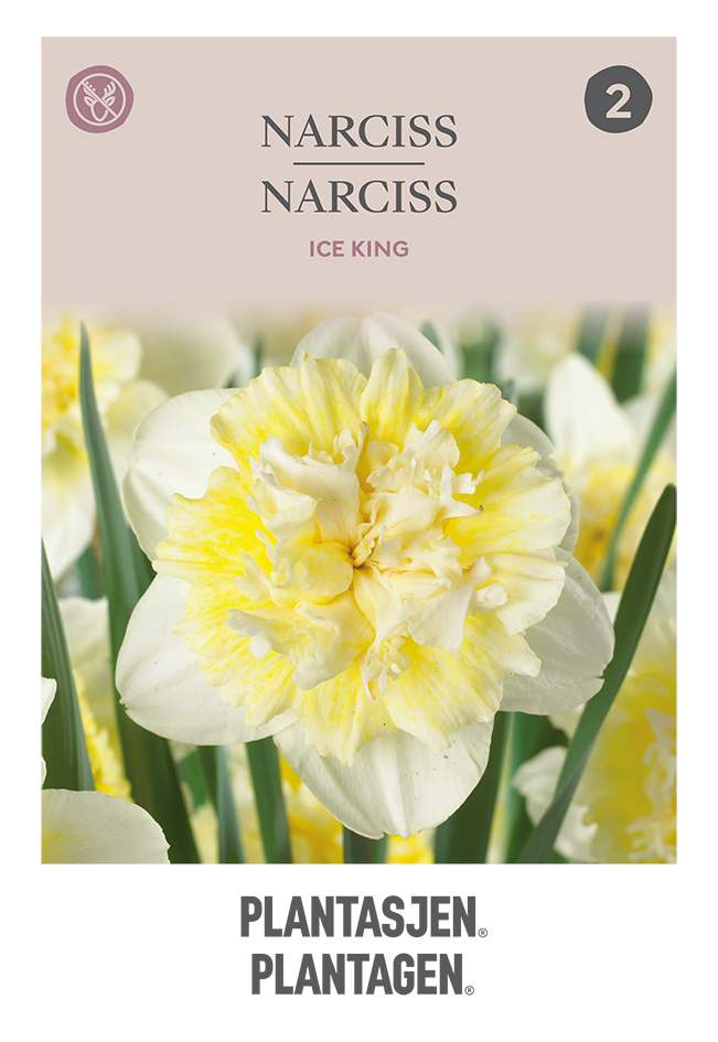 Narcissus Ice King 12/14