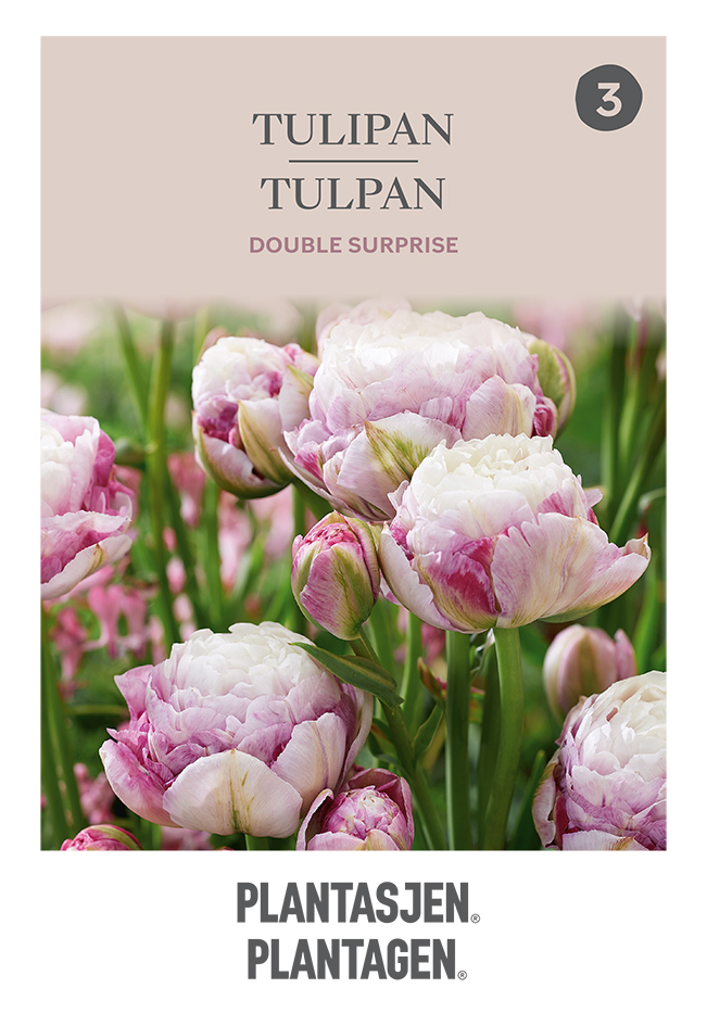 Tulpan 'Double Surprise'