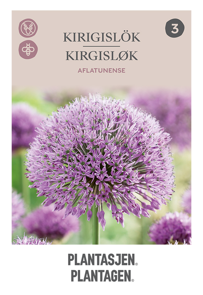 Allium