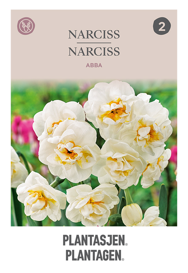 Narciss 'Abba'