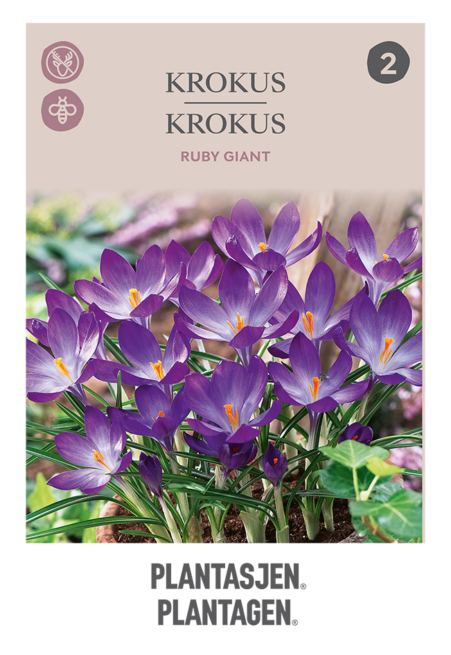 Crocus Botanical Ruby Giant